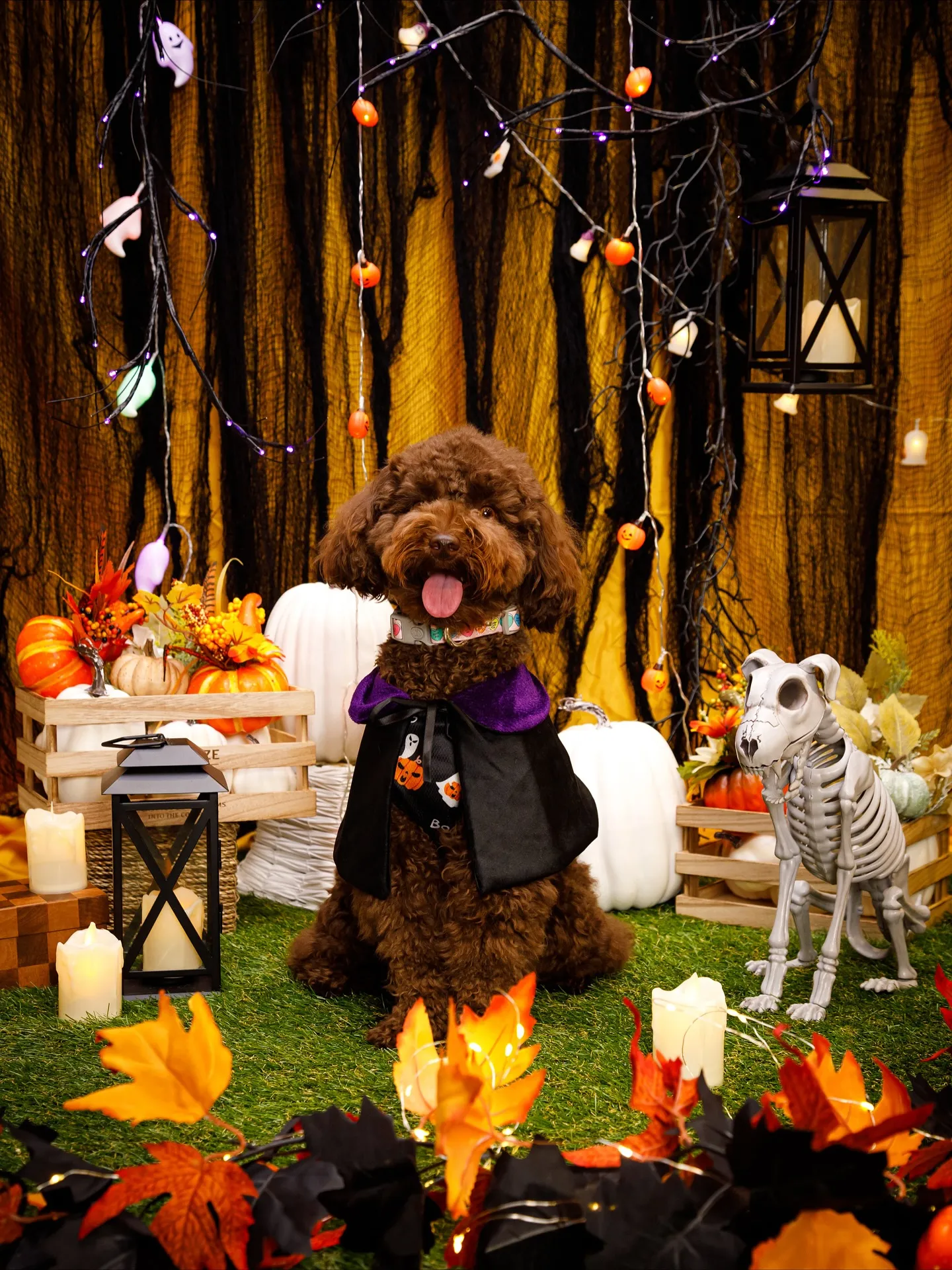 【Shippoful 1st Anv. Halloween🎃...