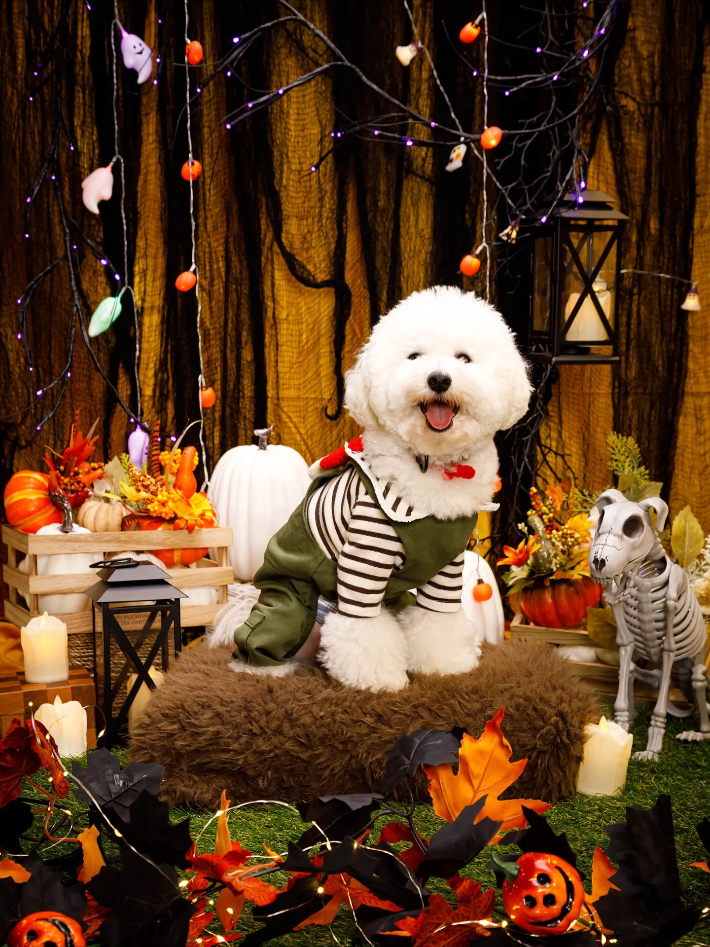 【Shippoful 1st Anv. Halloween🎃...