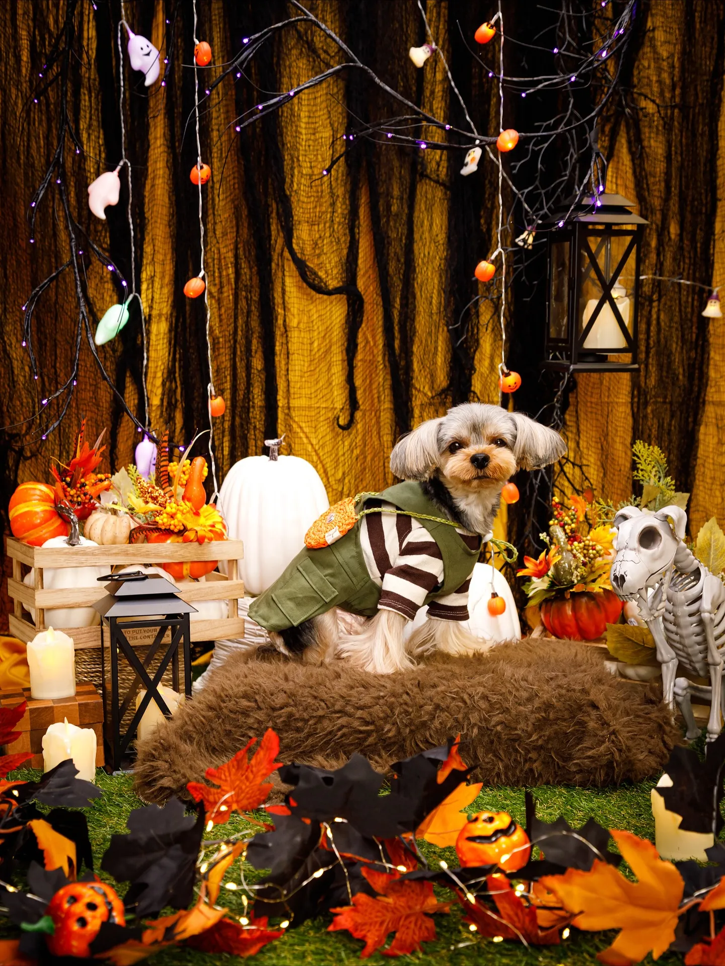 【Shippoful 1st Anv. Halloween🎃...