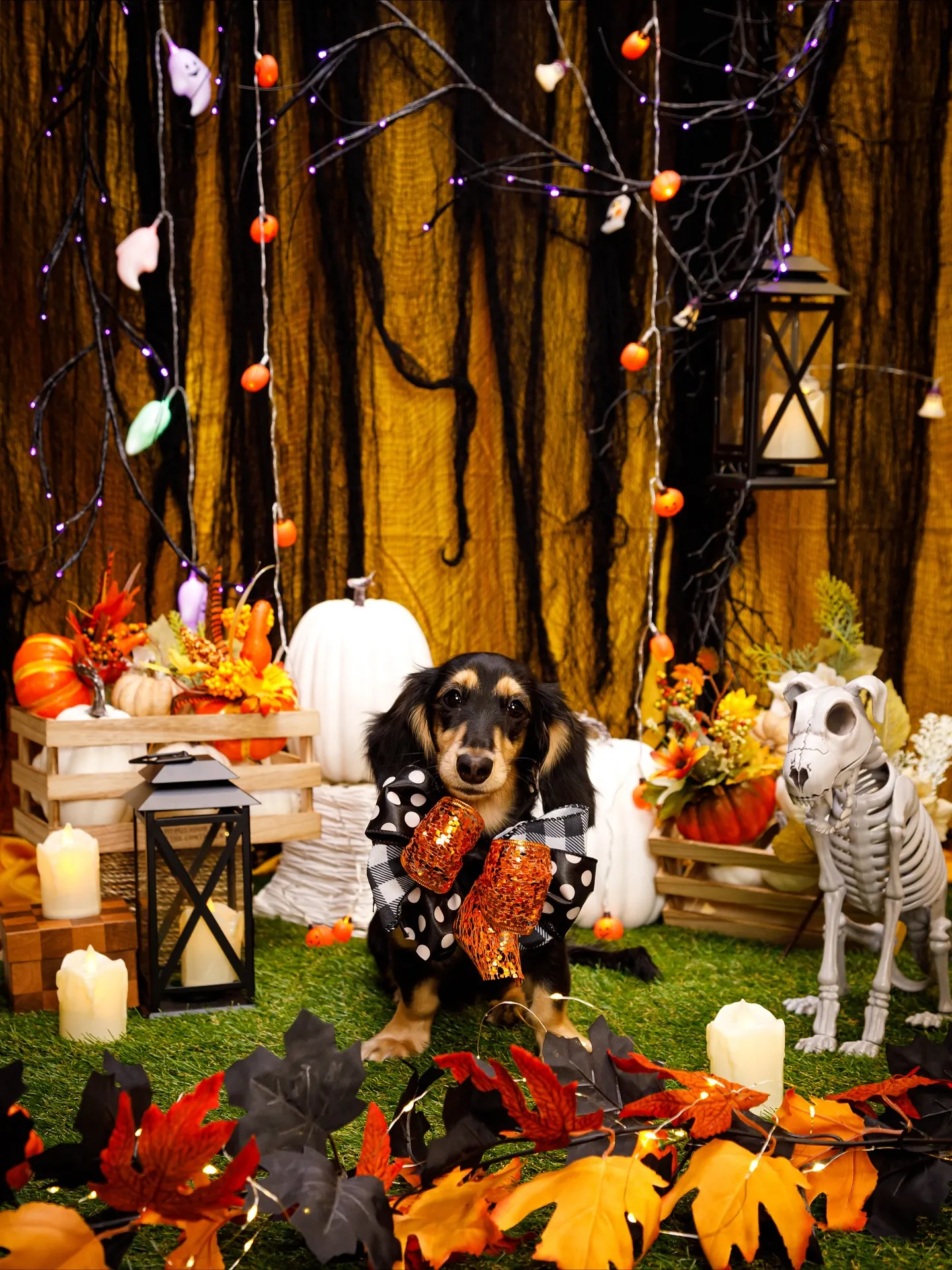 【Shippoful 1st Anv. Halloween🎃...