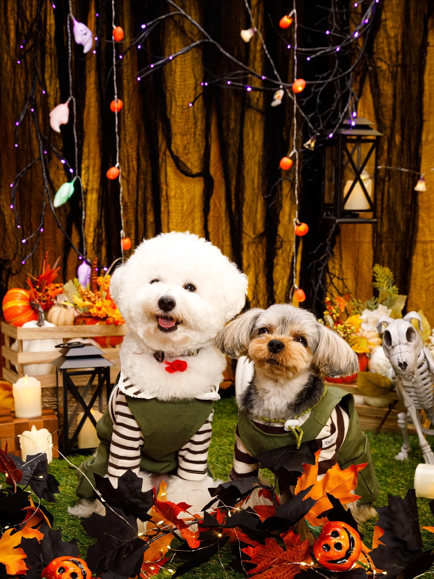 【Shippoful 1st Anv. Halloween🎃...