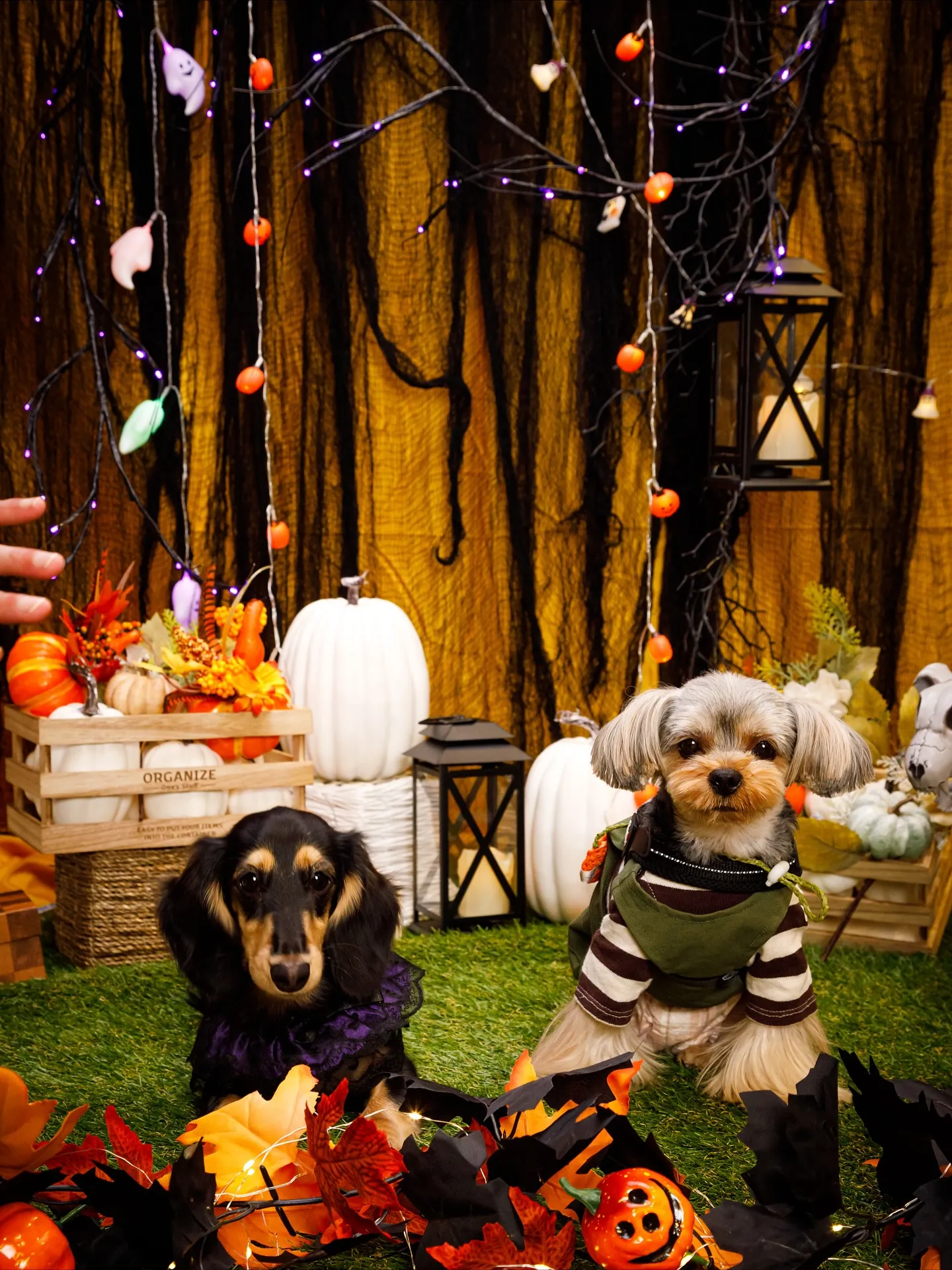 【Shippoful 1st Anv. Halloween🎃...