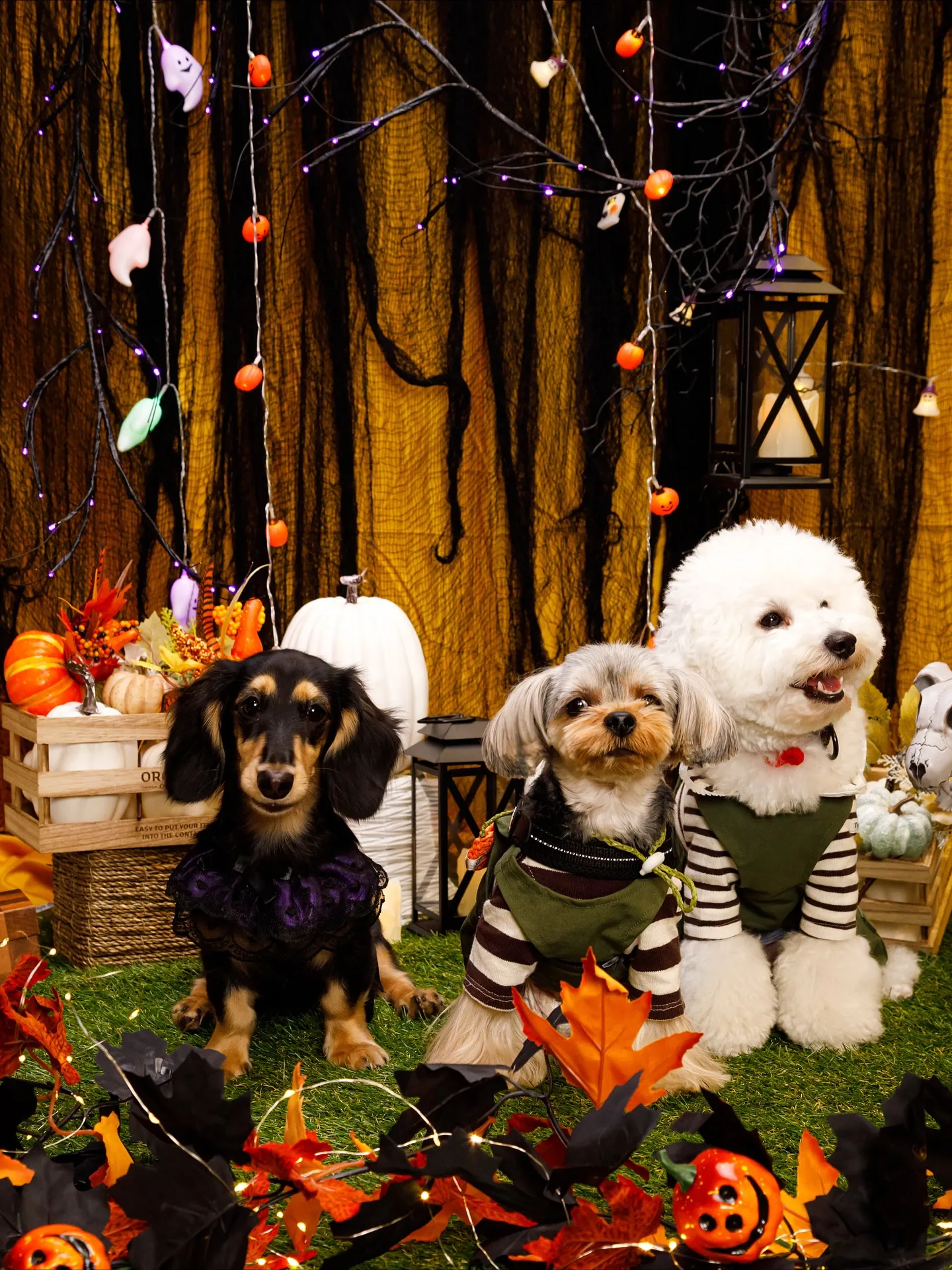 【Shippoful 1st Anv. Halloween🎃...