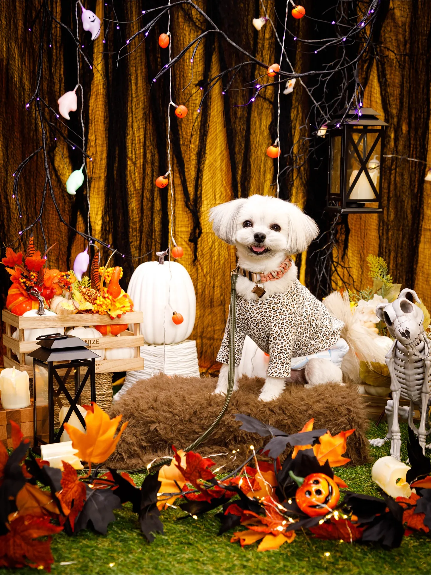 【Shippoful 1st Anv. Halloween🎃...