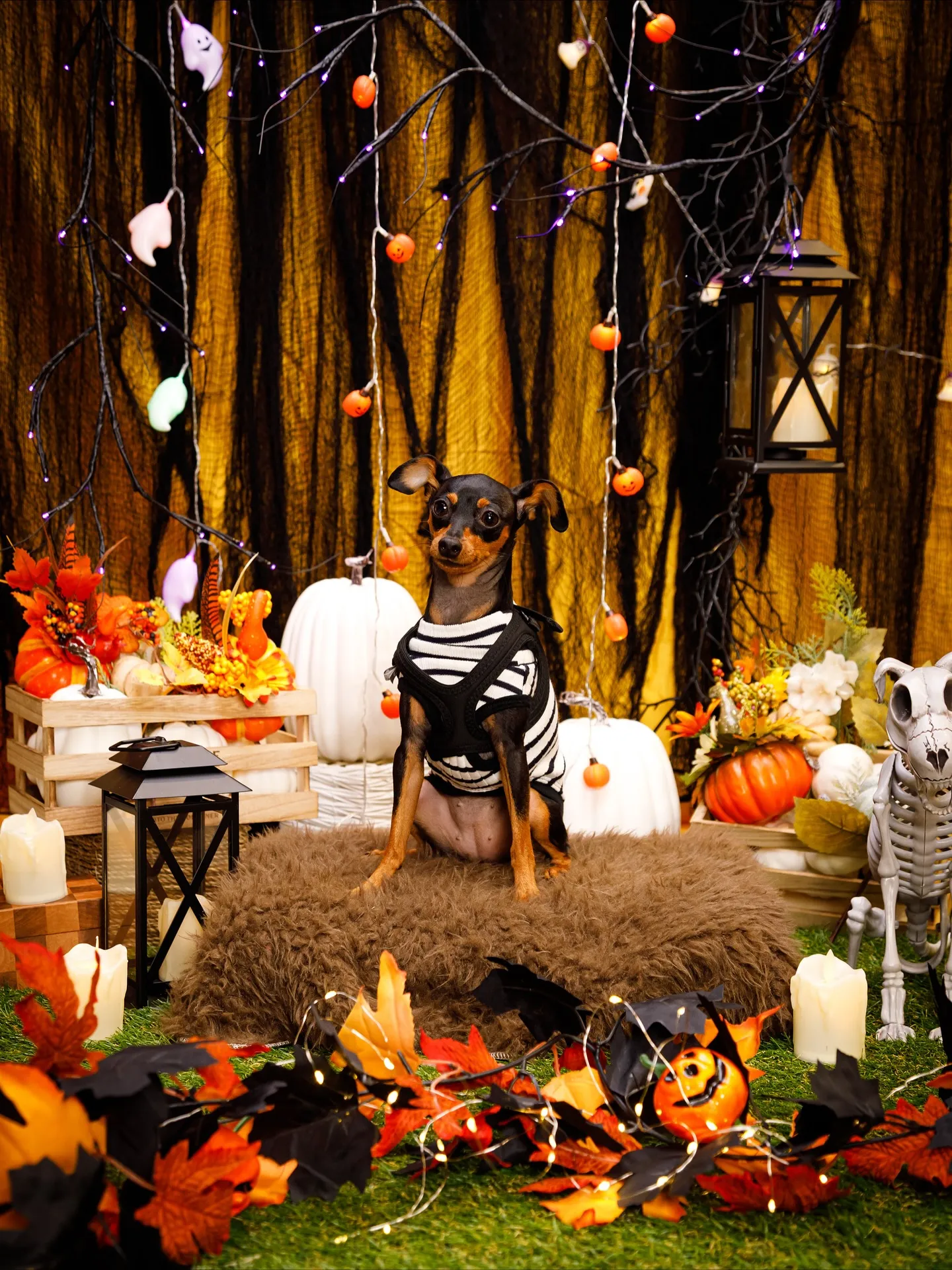 【Shippoful 1st Anv. Halloween🎃...