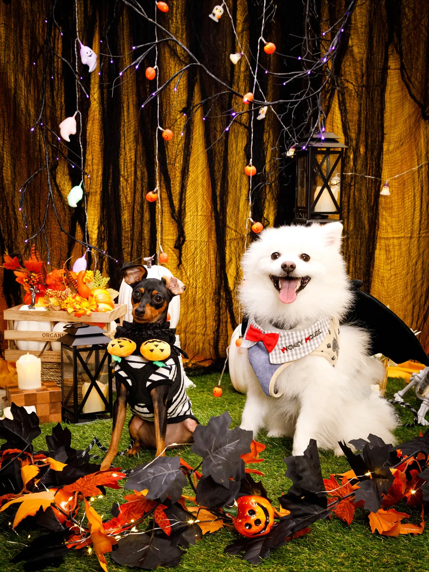 【Shippoful 1st Anv. Halloween🎃...