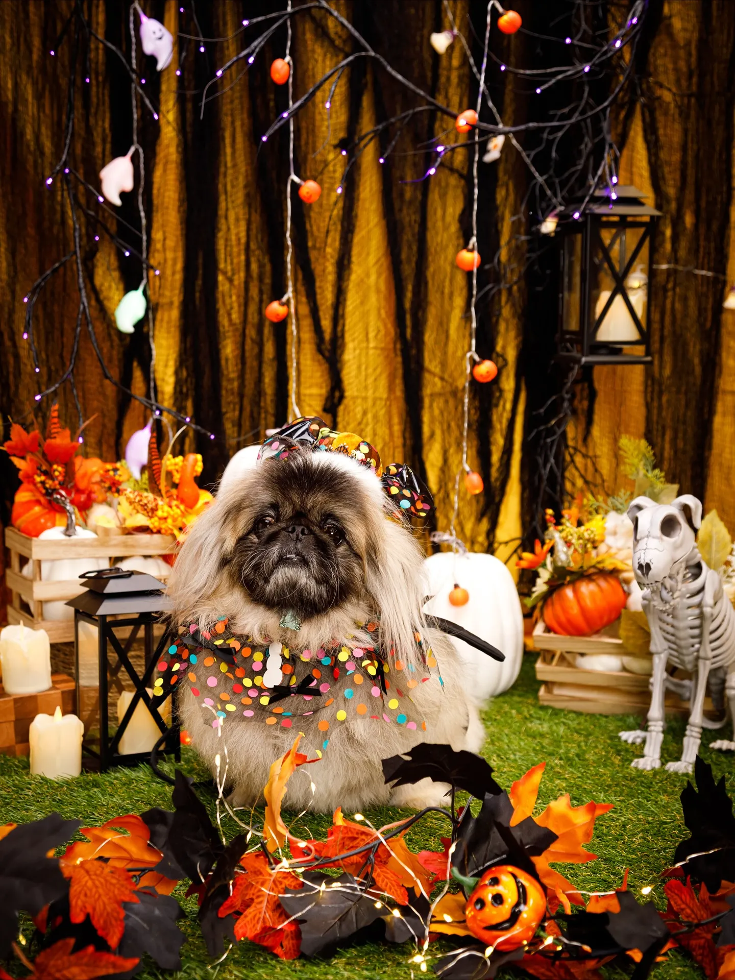 【Shippoful 1st Anv. Halloween🎃...