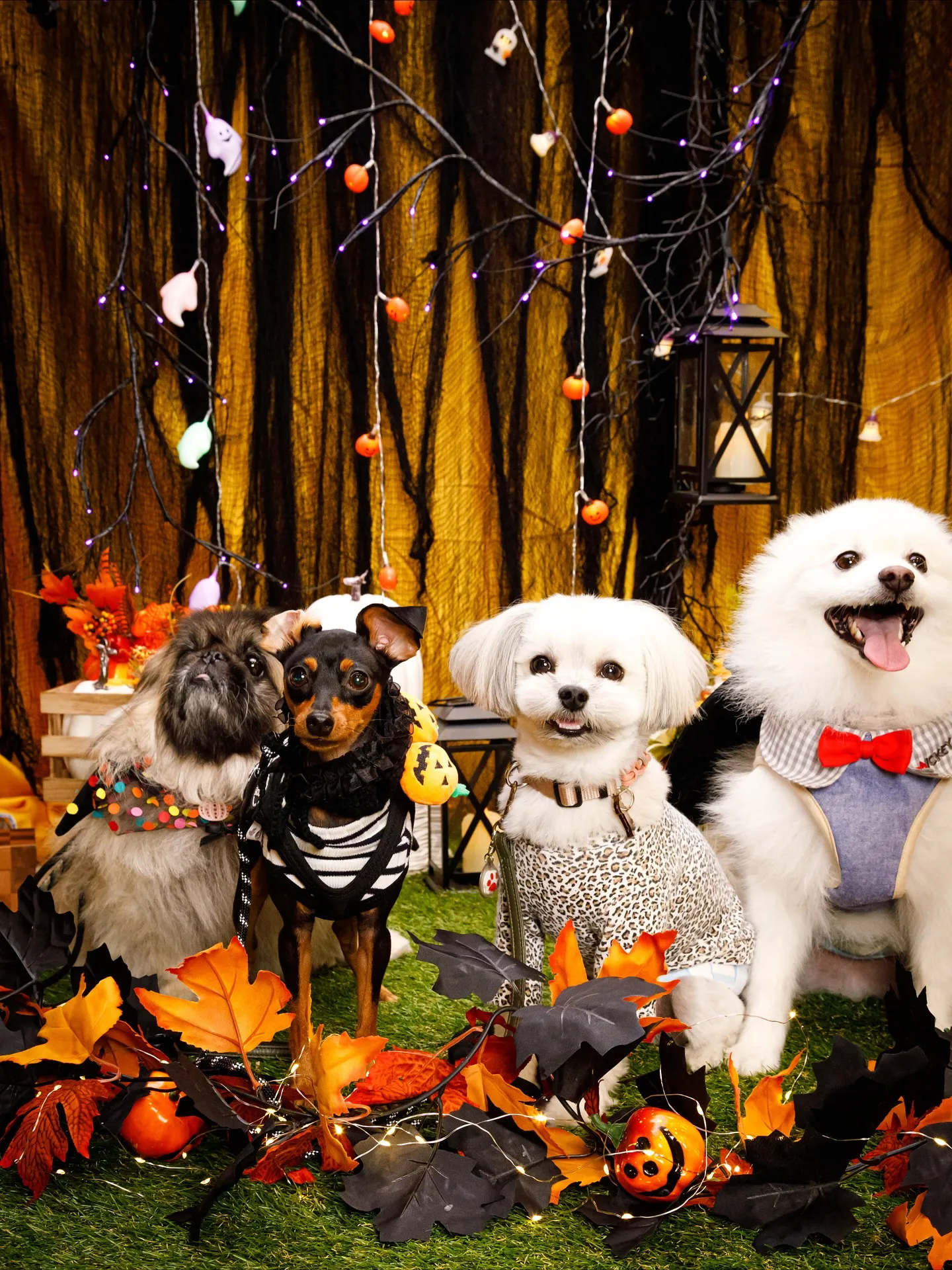 【Shippoful 1st Anv. Halloween🎃...