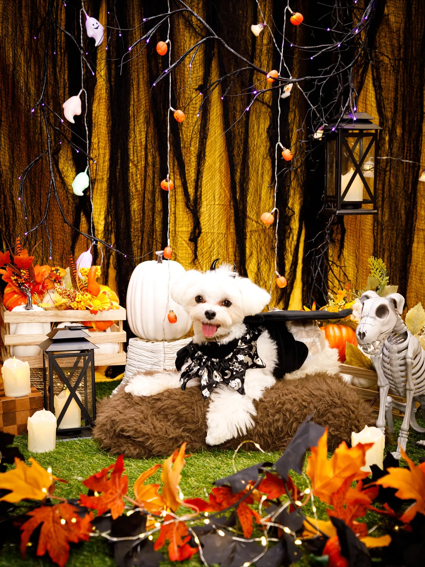 【Shippoful 1st Anv. Halloween🎃...