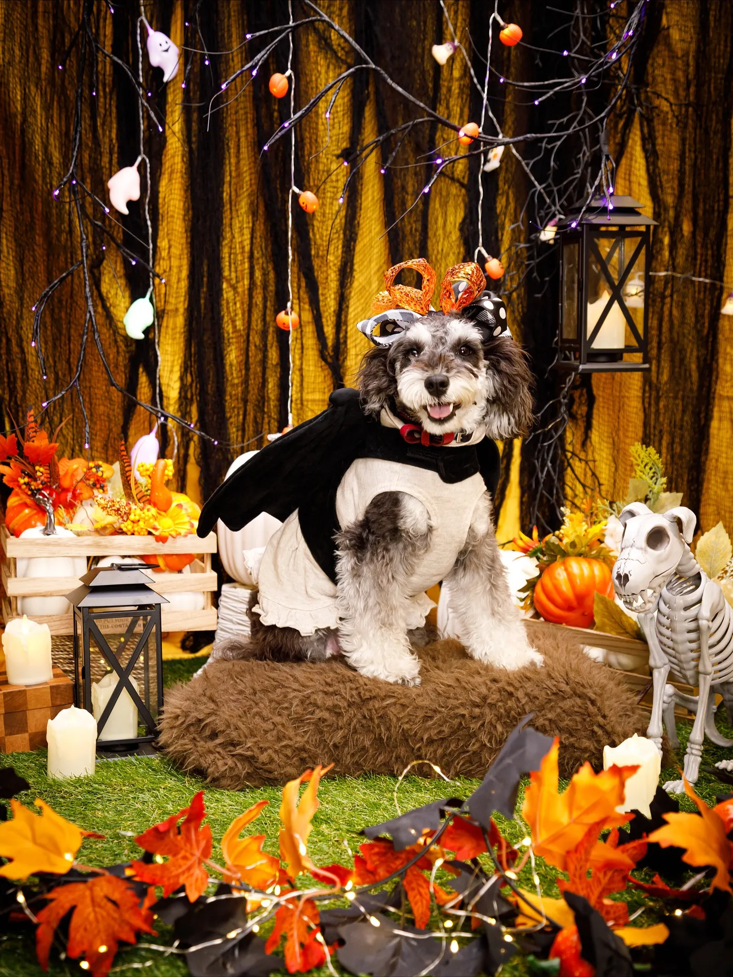 【Shippoful 1st Anv. Halloween🎃...