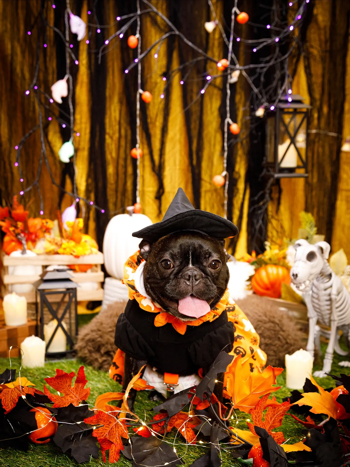 【Shippoful 1st Anv. Halloween🎃...