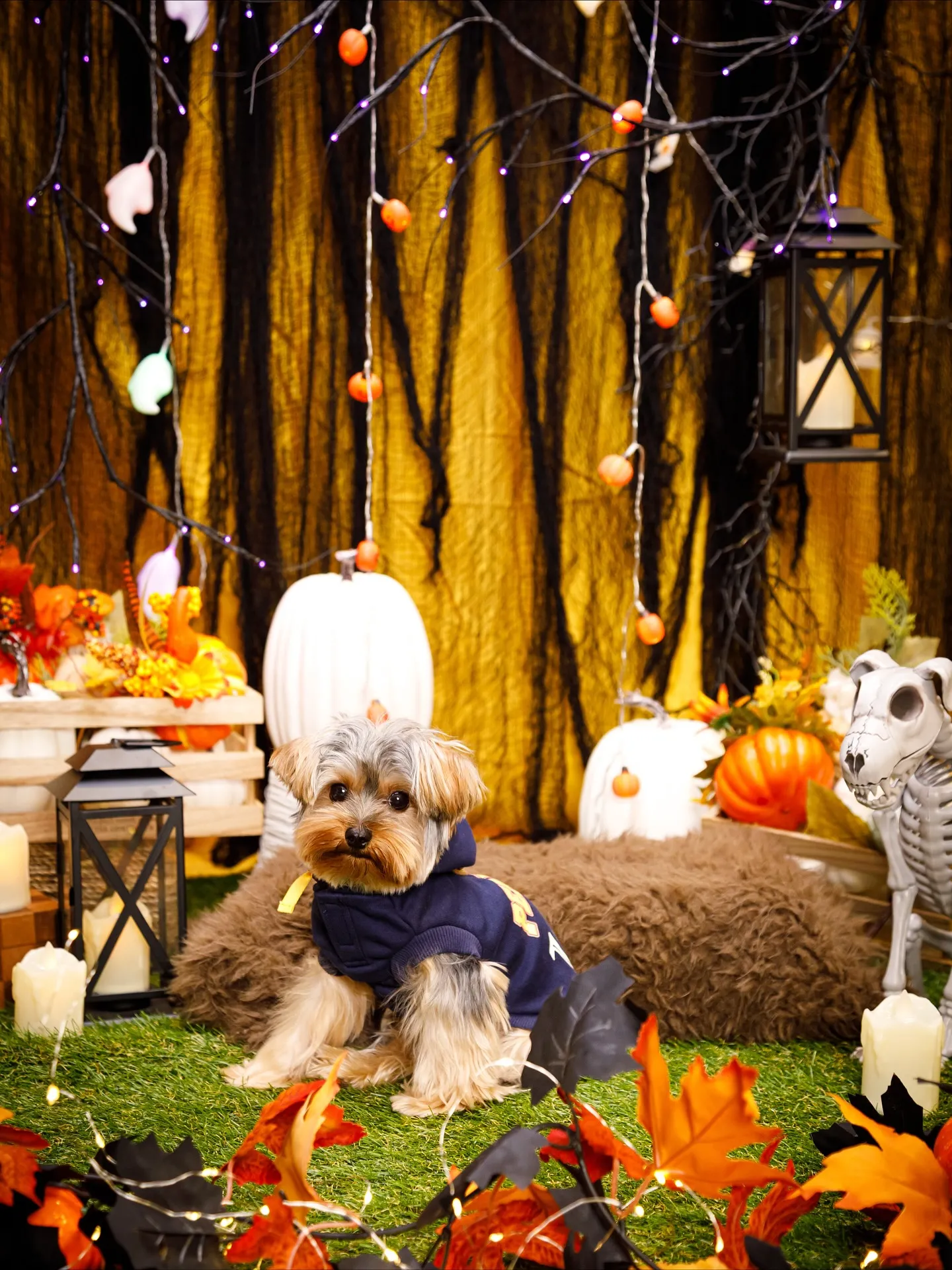 【Shippoful 1st Anv. Halloween🎃...