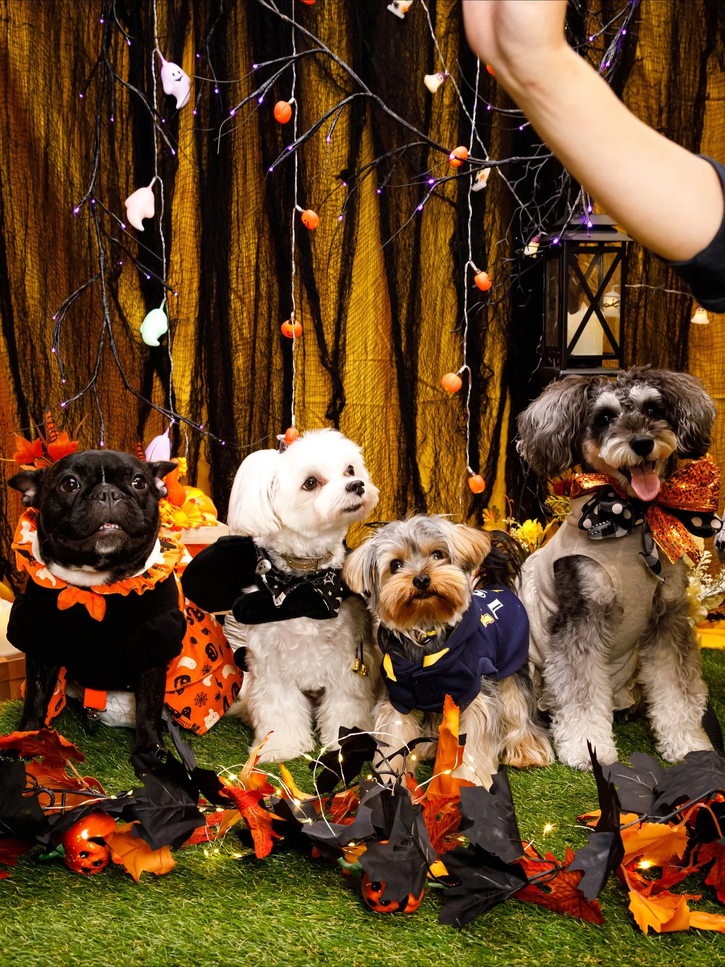 【Shippoful 1st Anv. Halloween🎃...