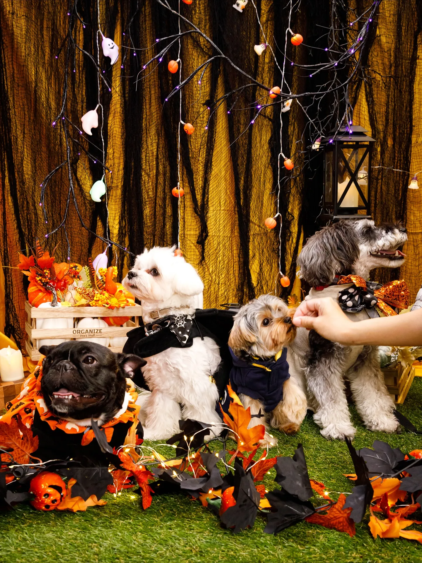 【Shippoful 1st Anv. Halloween🎃...