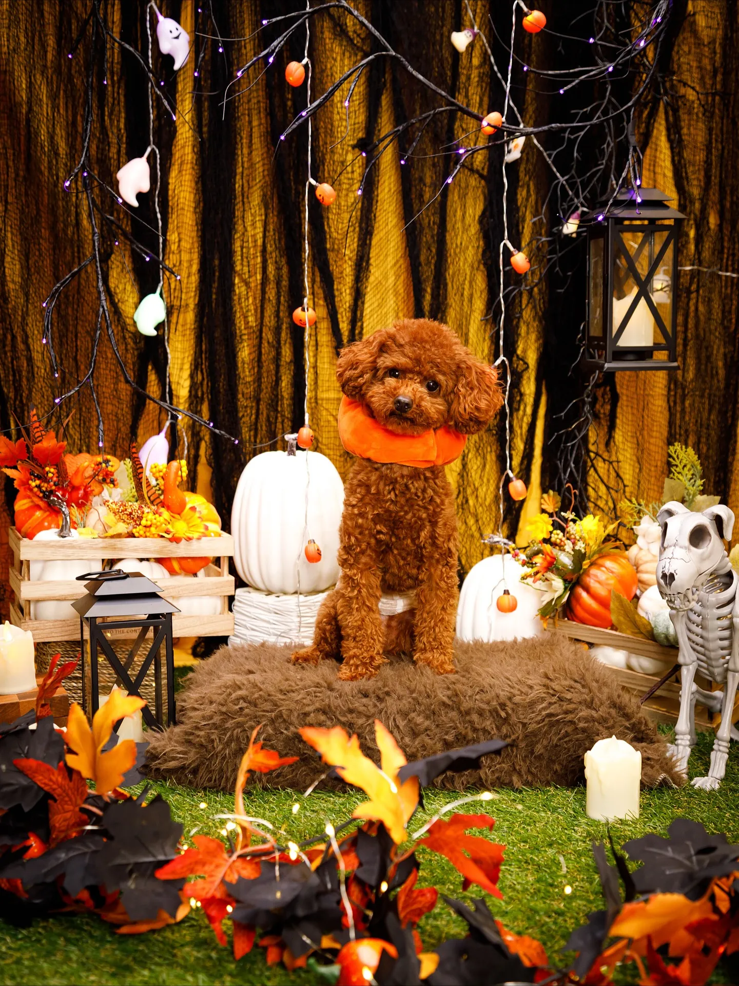 【Shippoful 1st Anv. Halloween🎃...