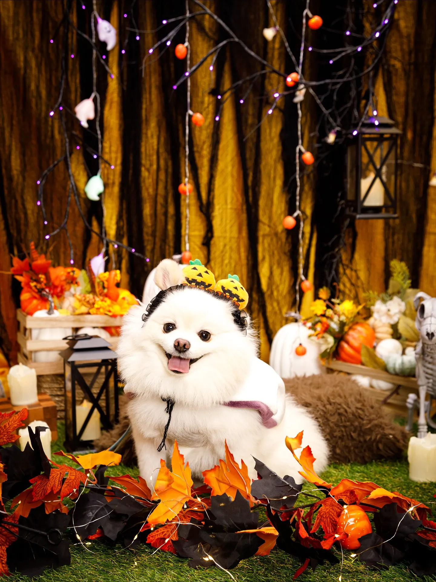 【Shippoful 1st Anv. Halloween🎃...