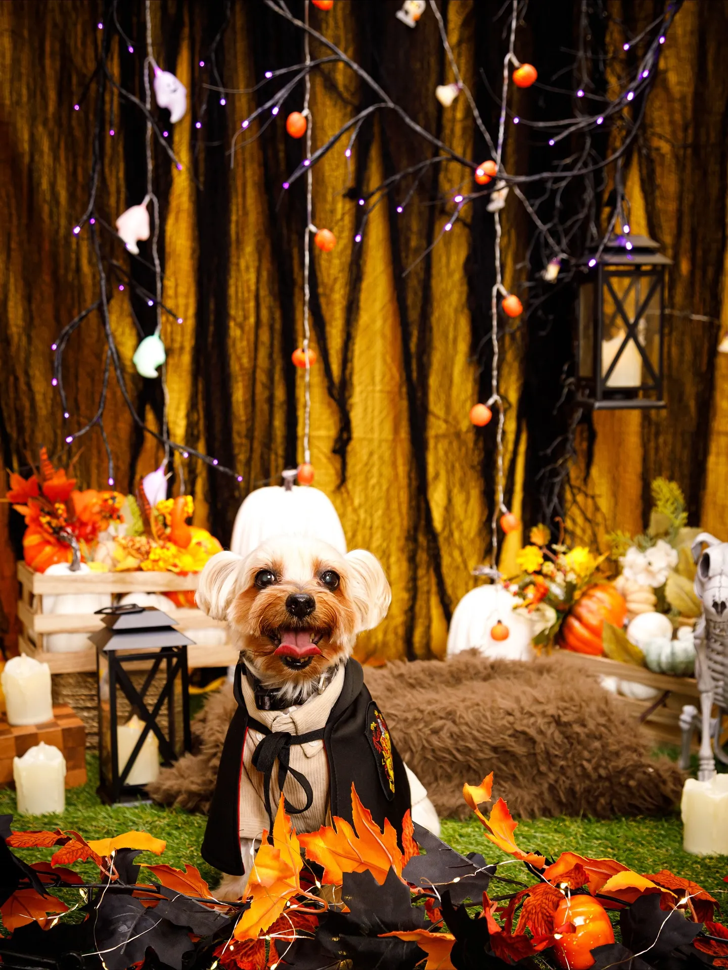 【Shippoful 1st Anv. Halloween🎃...