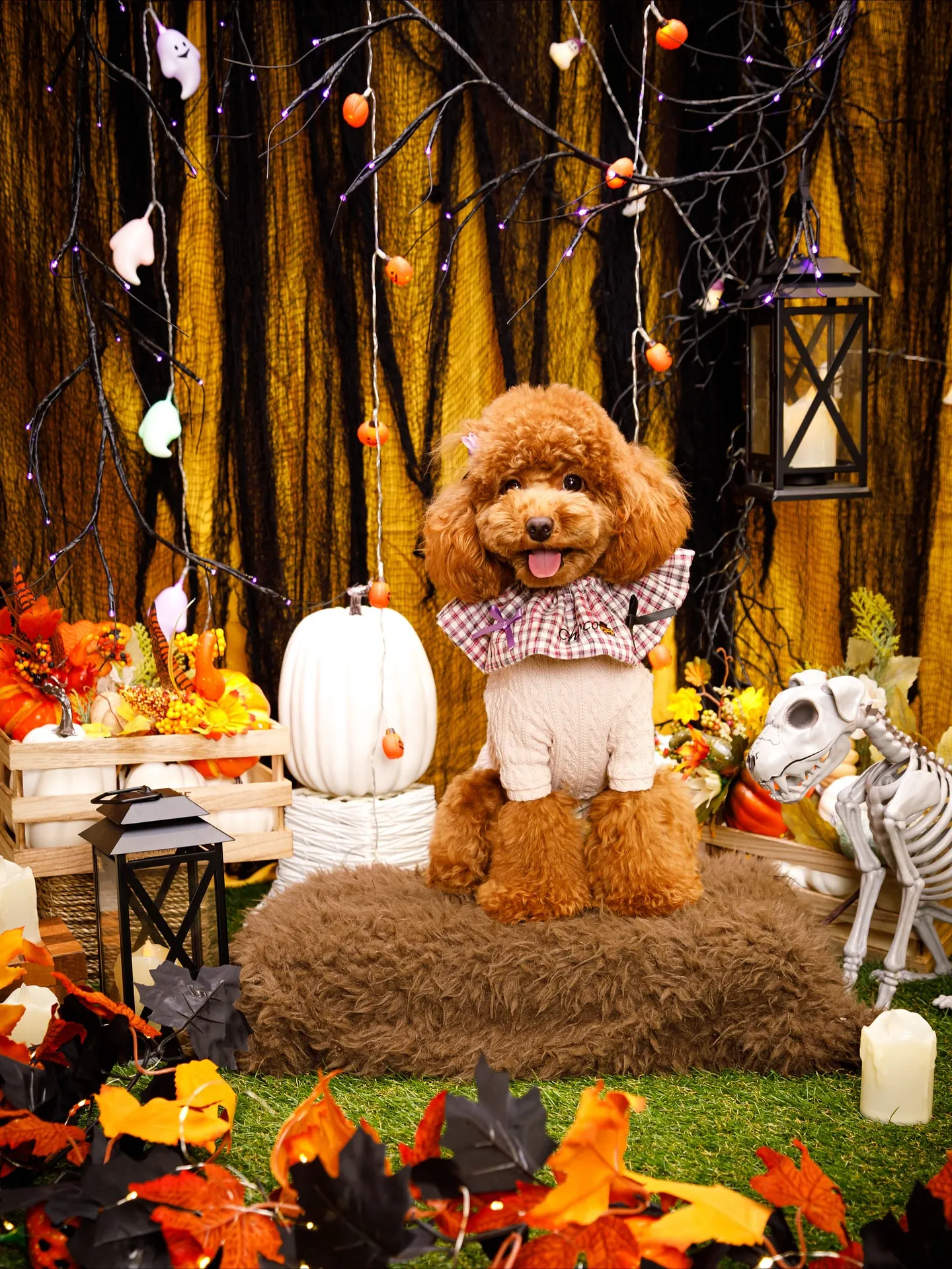 【Shippoful 1st Anv. Halloween🎃...