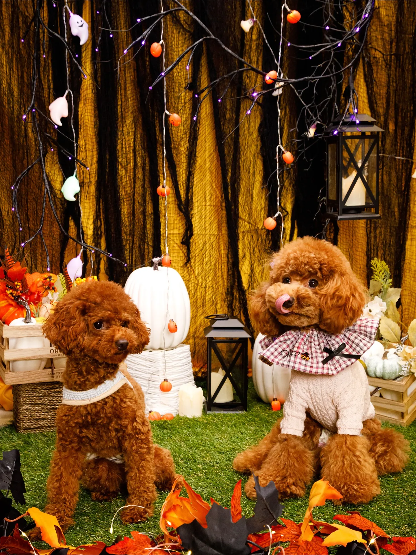 【Shippoful 1st Anv. Halloween🎃...