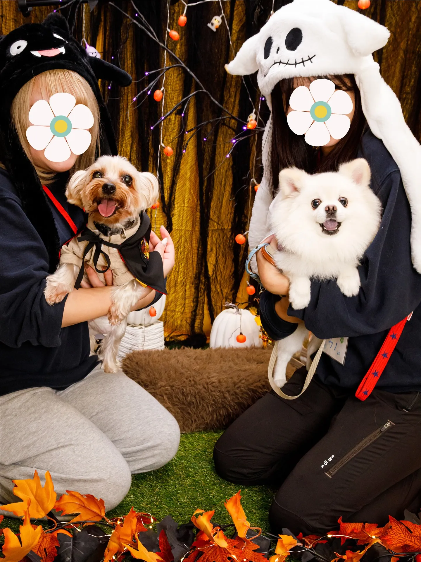 【Shippoful 1st Anv. Halloween🎃...