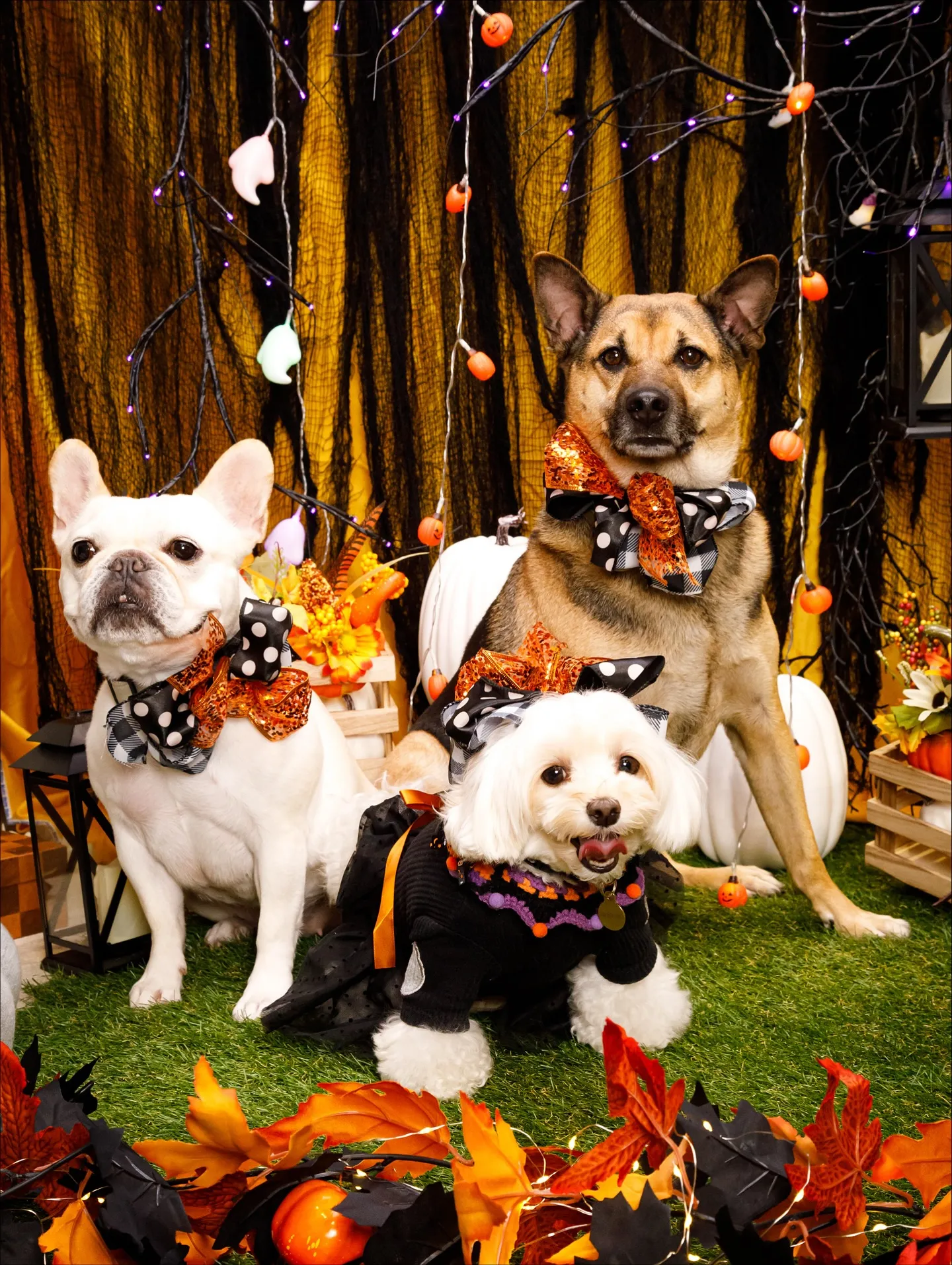 【Shippoful 1st Anv. Halloween🎃...