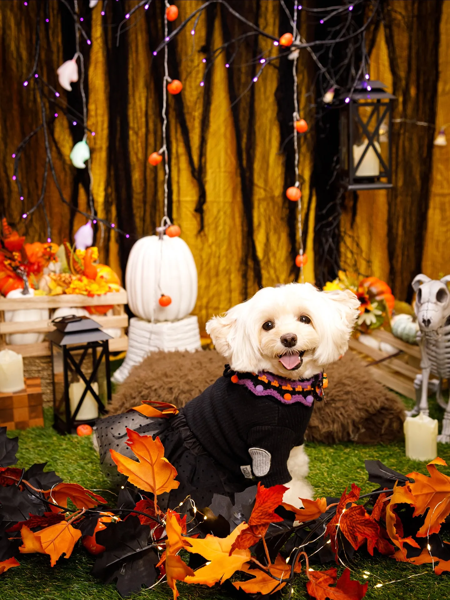 【Shippoful 1st Anv. Halloween🎃...