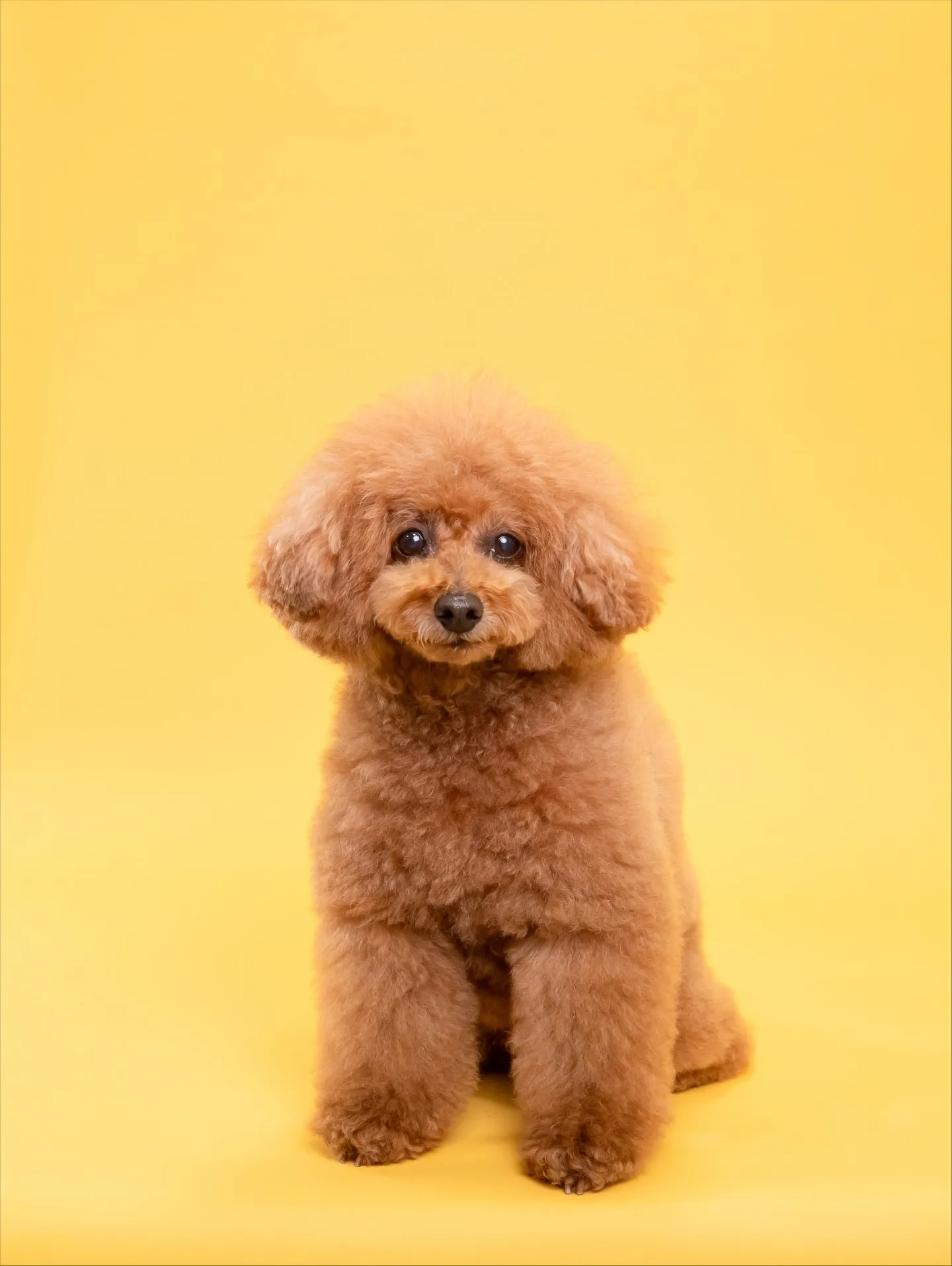 【アルファベットARTポスター／2L額縁／２頭デザイン】