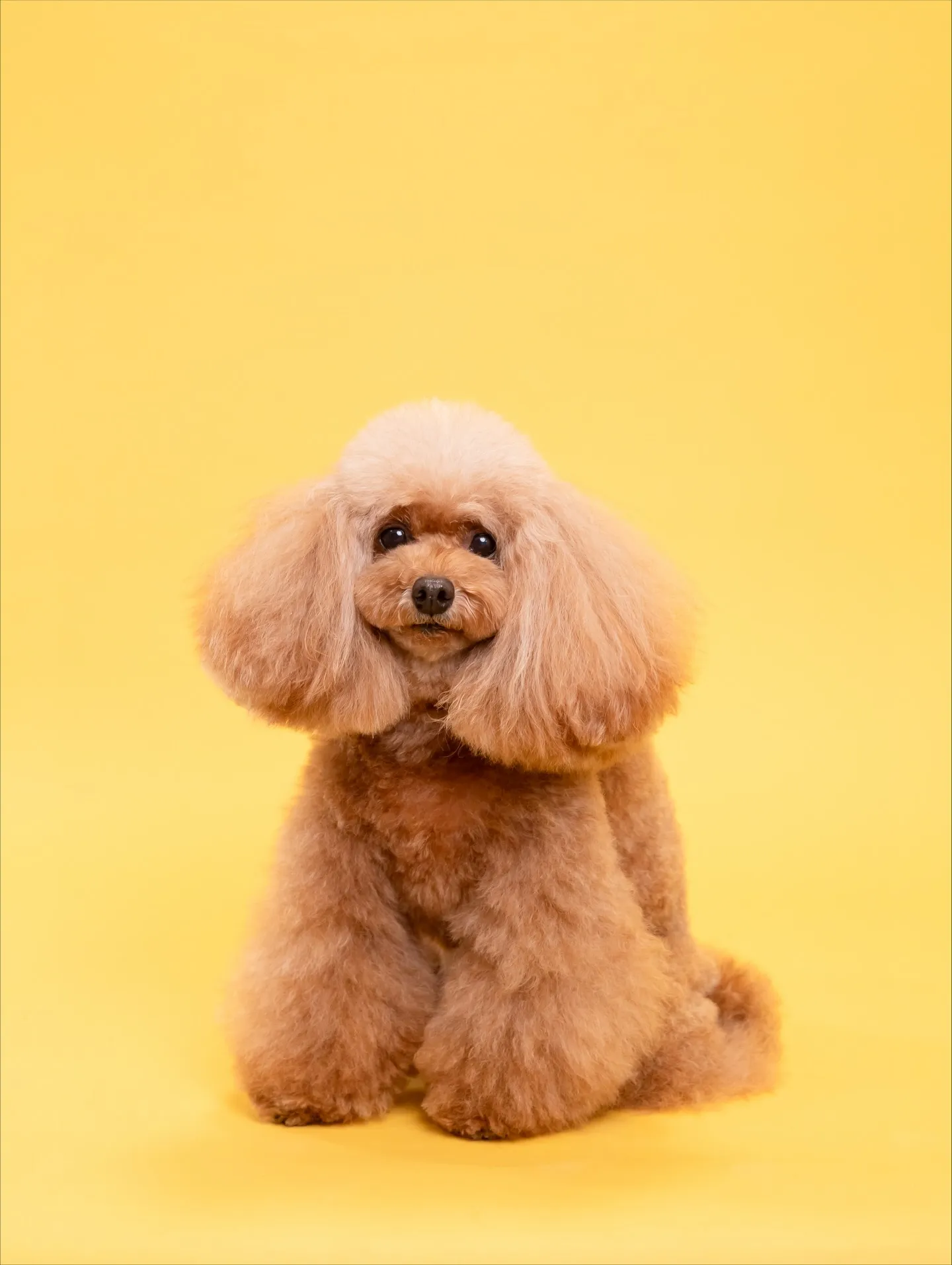 【アルファベットARTポスター／2L額縁／２頭デザイン】