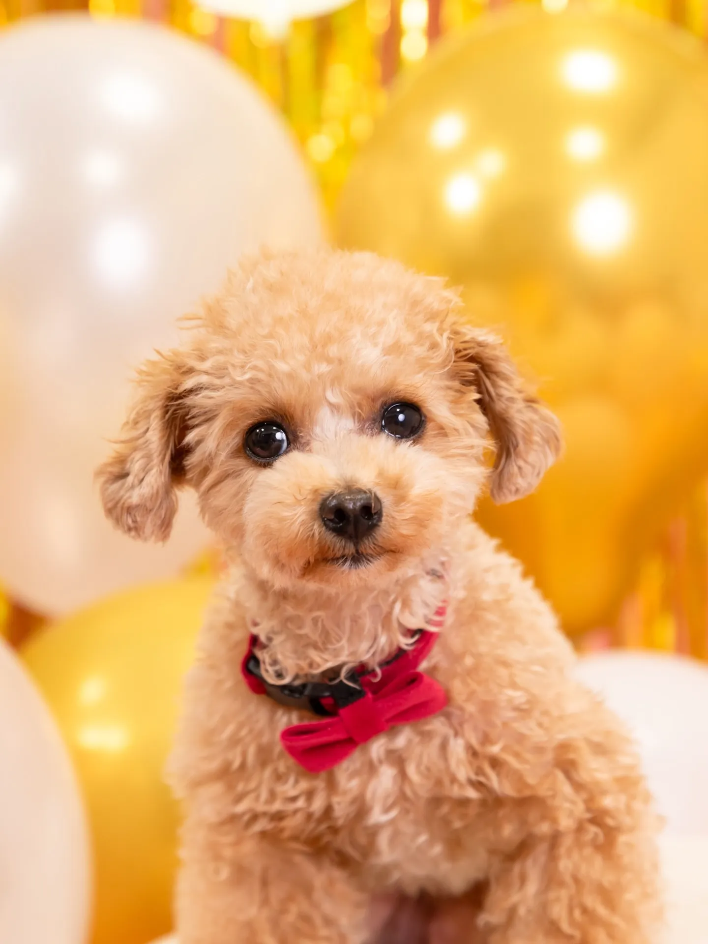 【1st Birthday🎉Photoshoot -ピンク-...