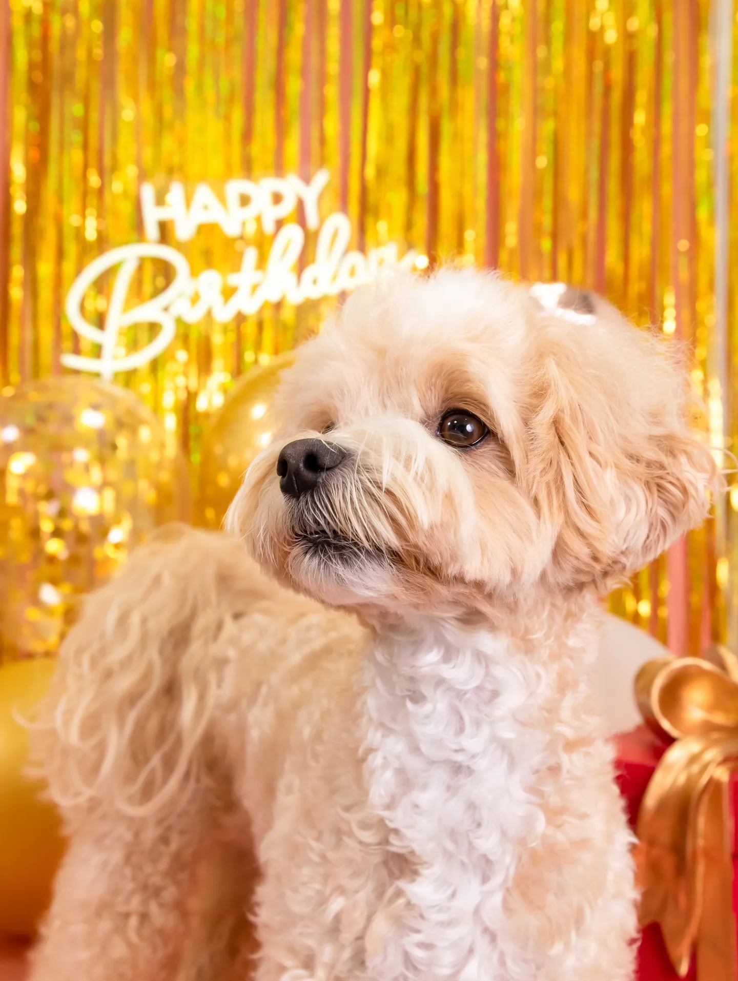 【Birthday🎉Photoshoot -ピンク-】