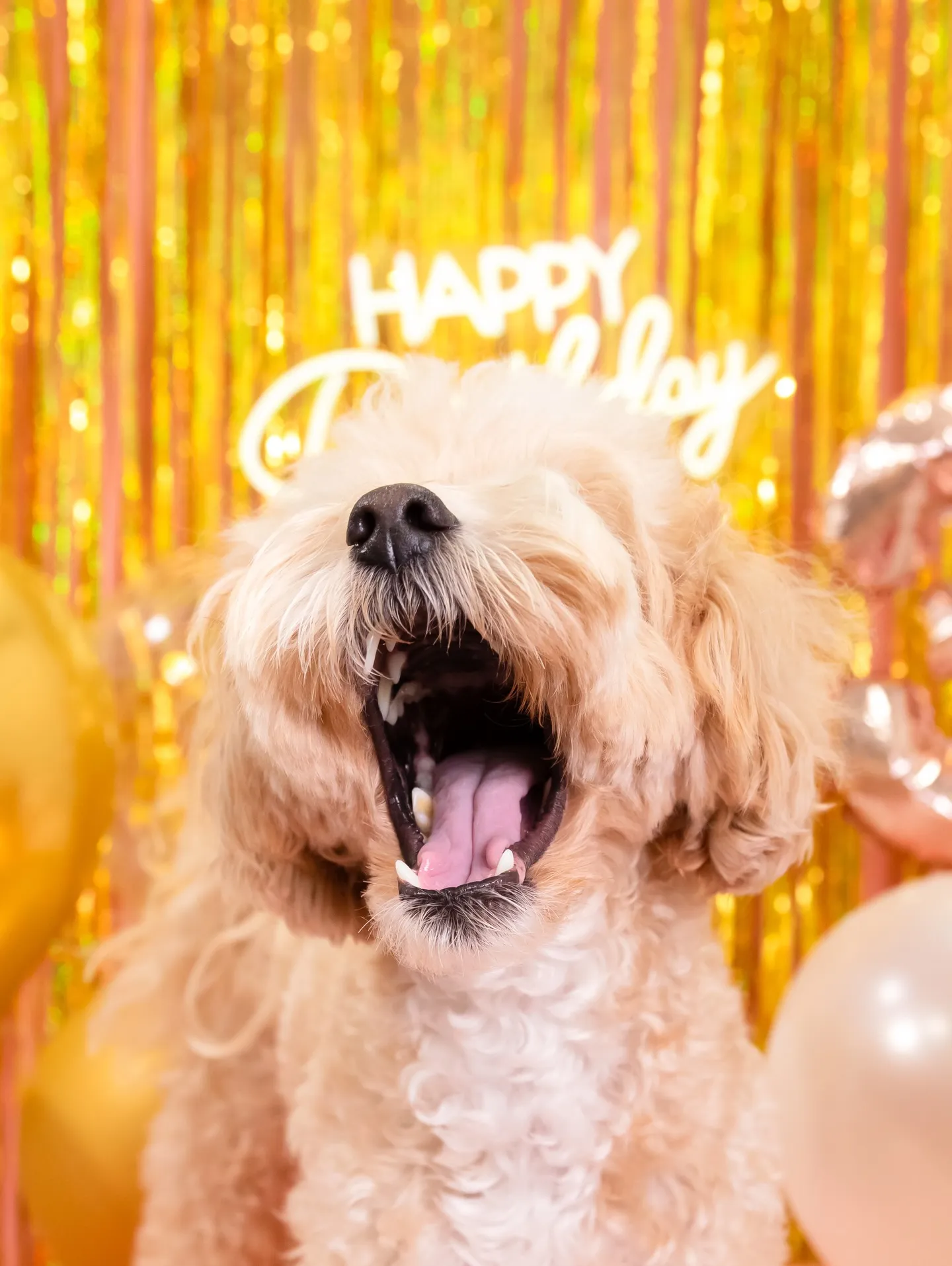 【Birthday🎉Photoshoot -ピンク-】