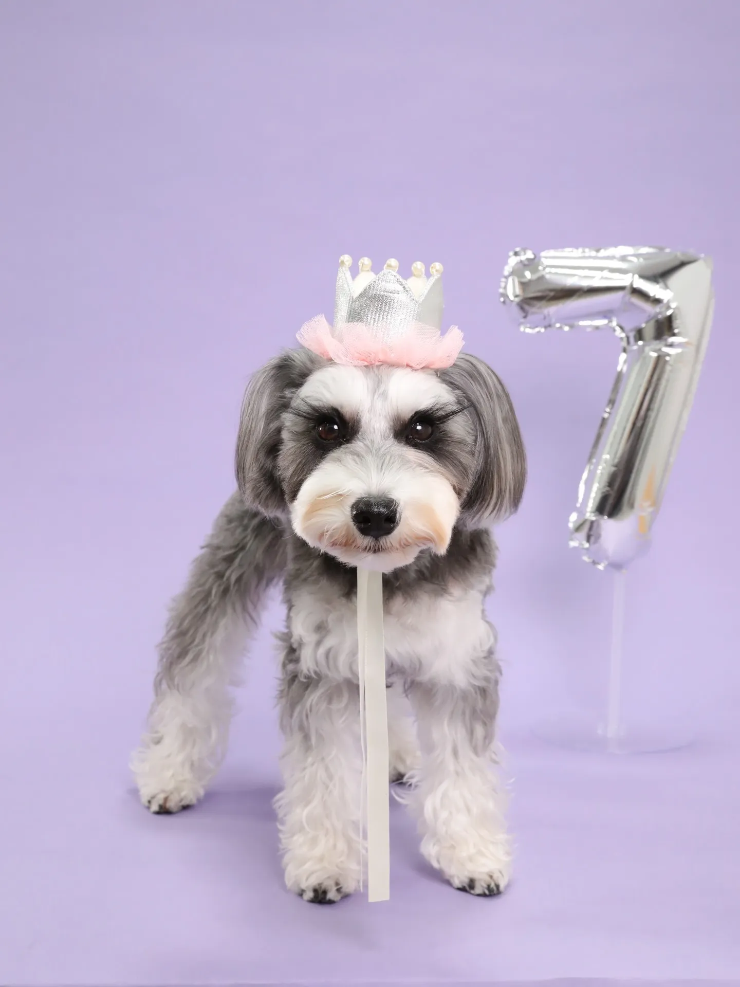 【BIRTHDAY Photoshoot -PURPLE-】