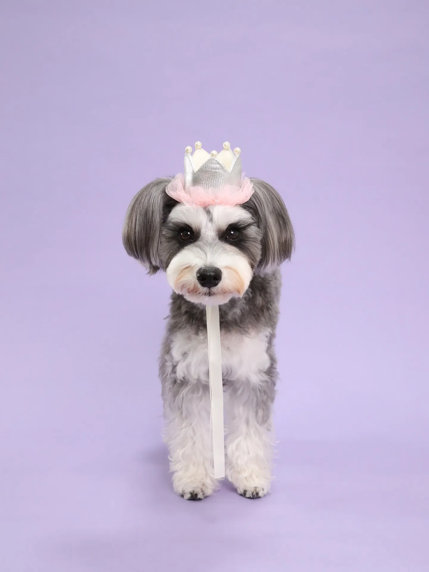 【BIRTHDAY Photoshoot -PURPLE-】