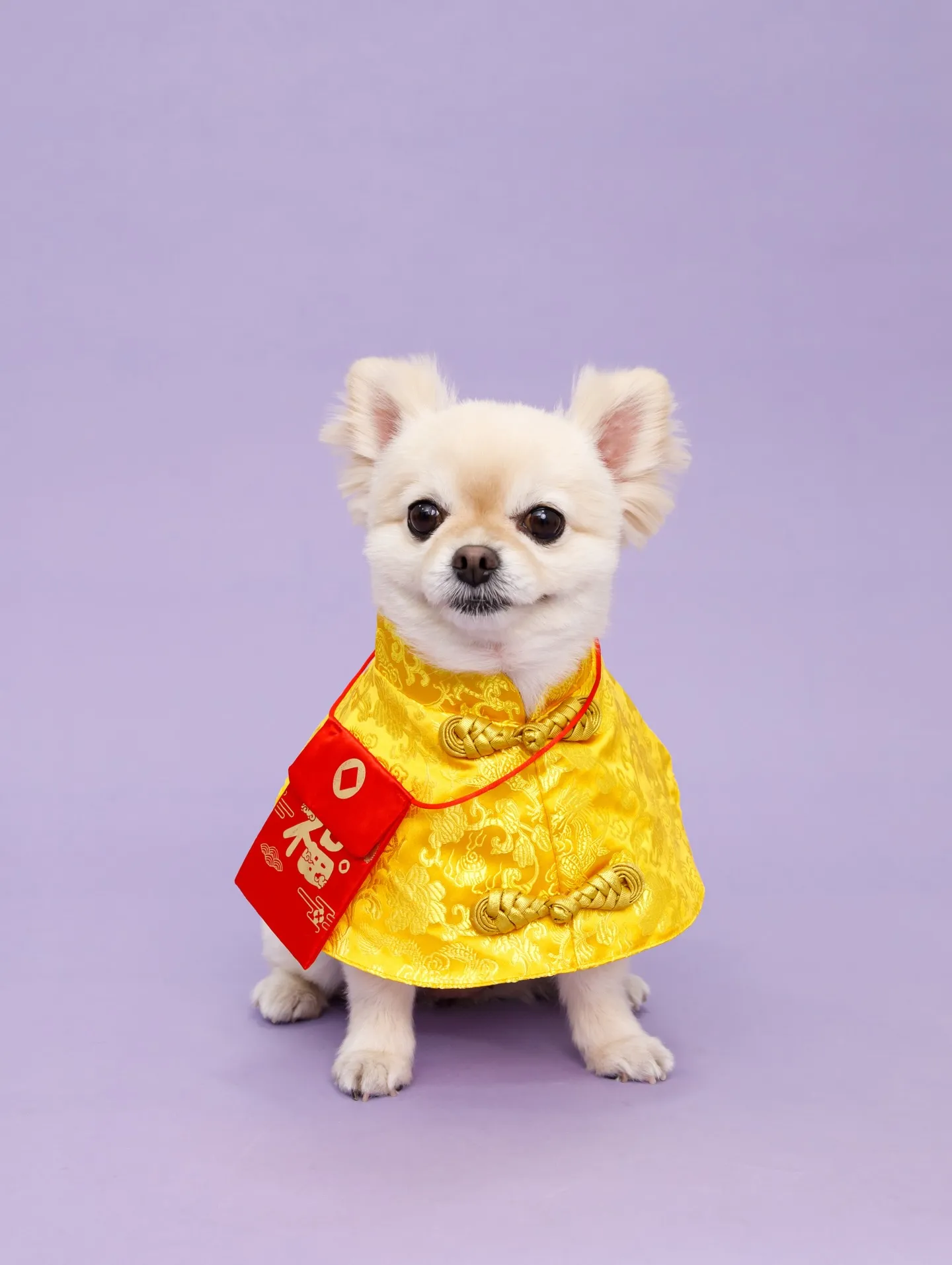 【BIRTHDAY Photoshoot -PURPLE-】