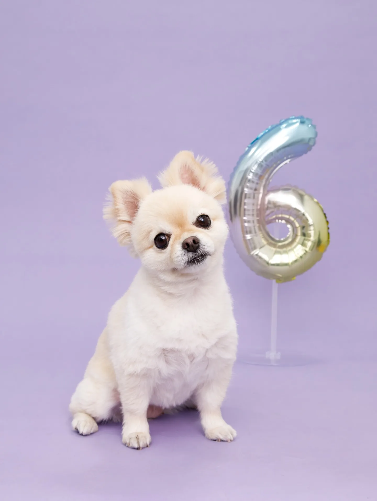 【BIRTHDAY Photoshoot -PURPLE-】