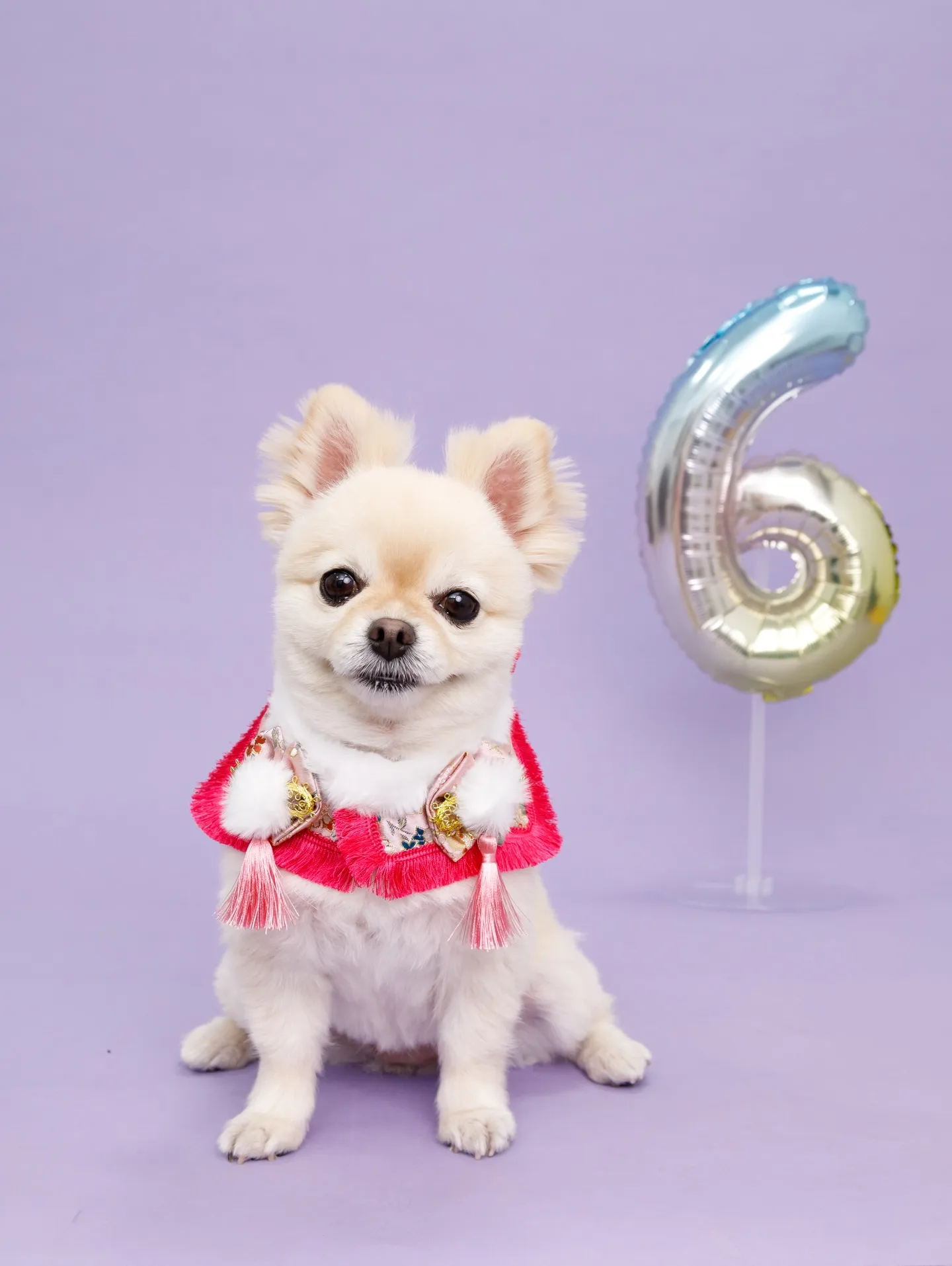 【BIRTHDAY Photoshoot -PURPLE-】