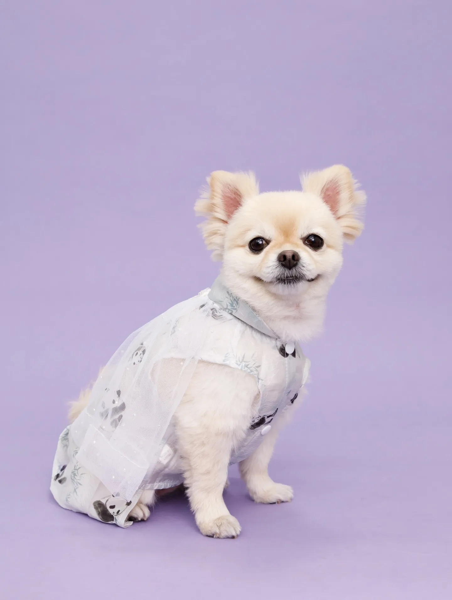 【BIRTHDAY Photoshoot -PURPLE-】