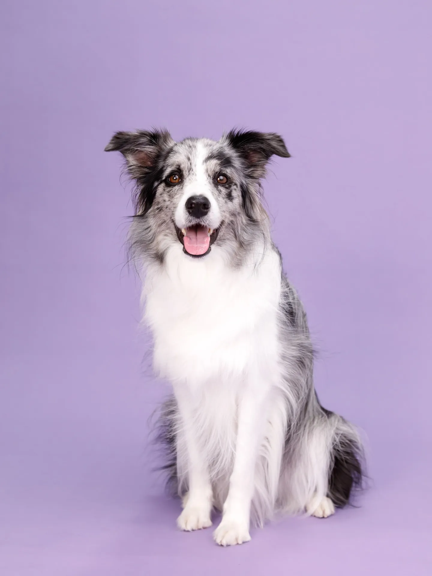 【BIRTHDAY Photoshoot -PURPLE-】