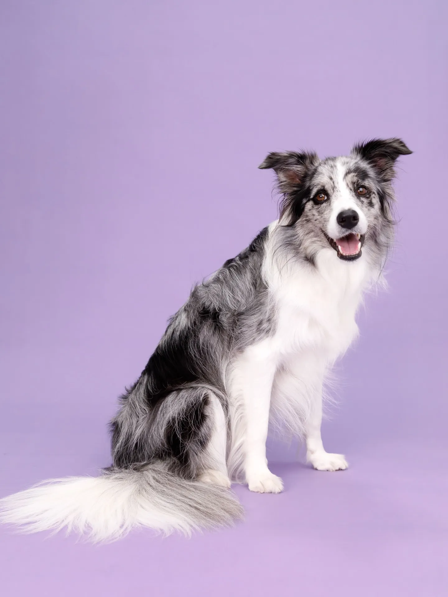 【BIRTHDAY Photoshoot -PURPLE-】