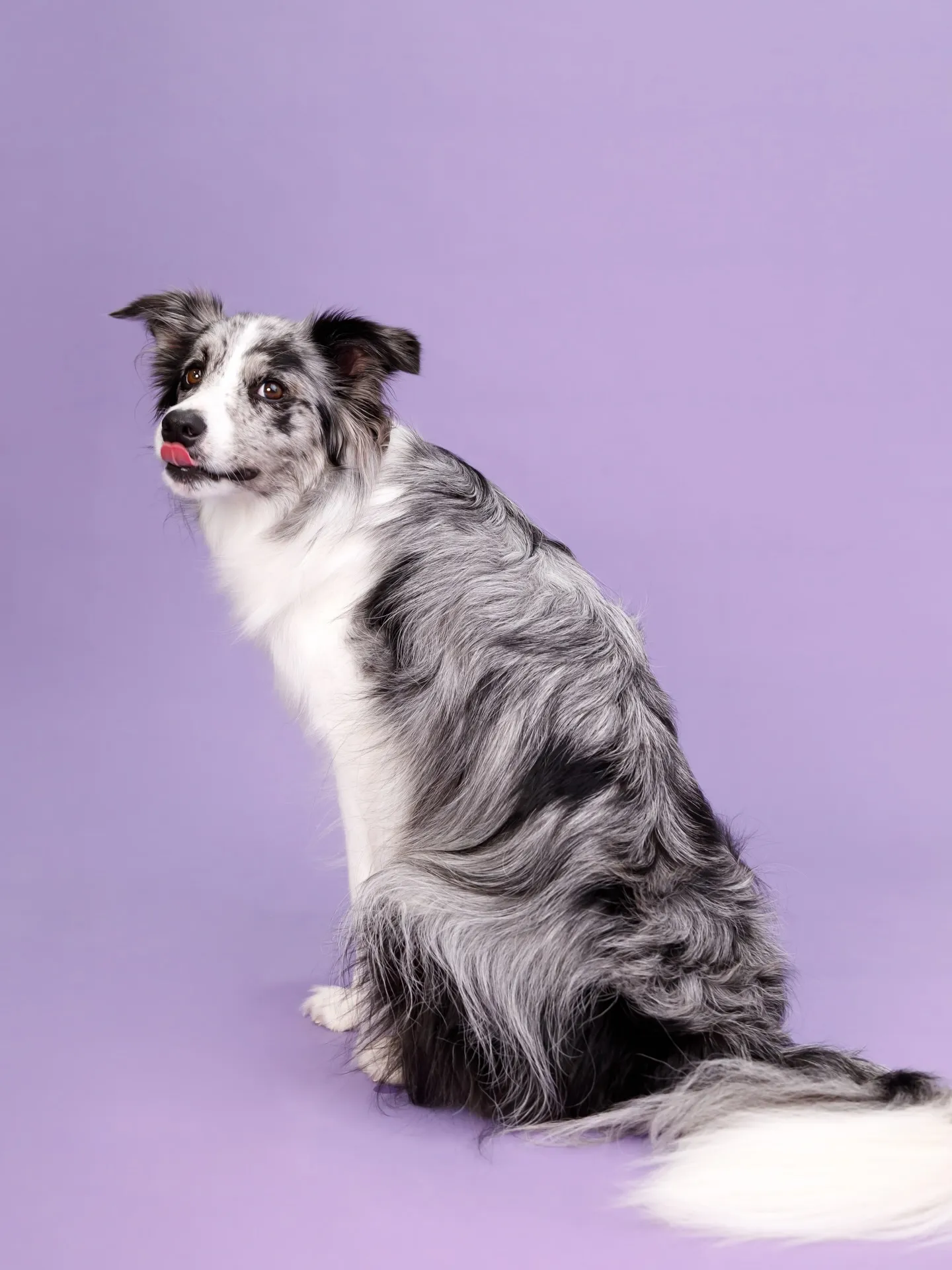 【BIRTHDAY Photoshoot -PURPLE-】