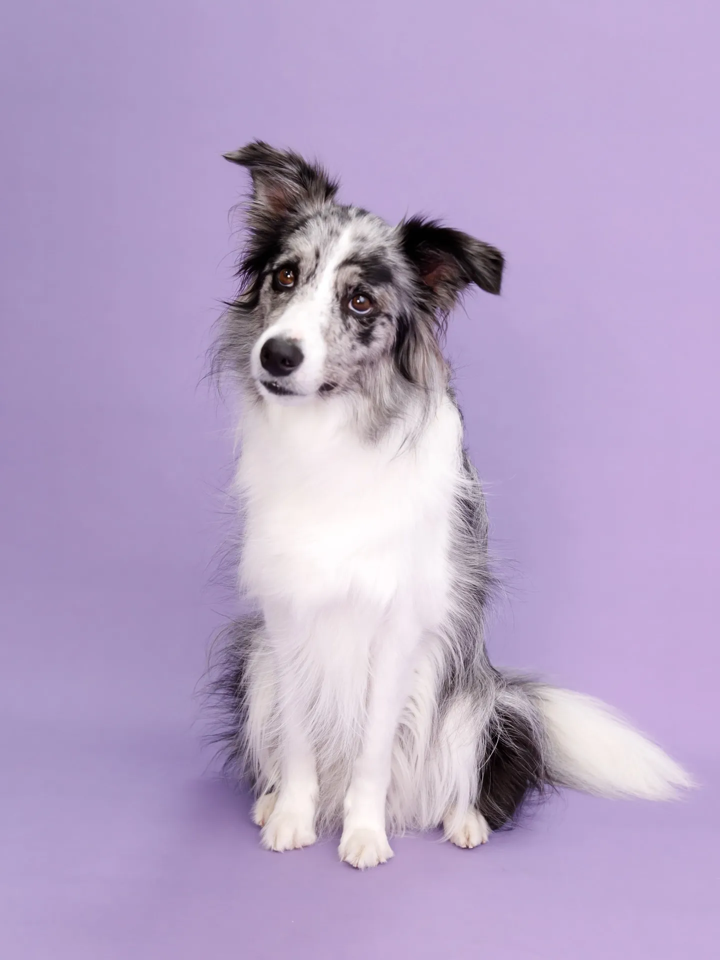 【BIRTHDAY Photoshoot -PURPLE-】