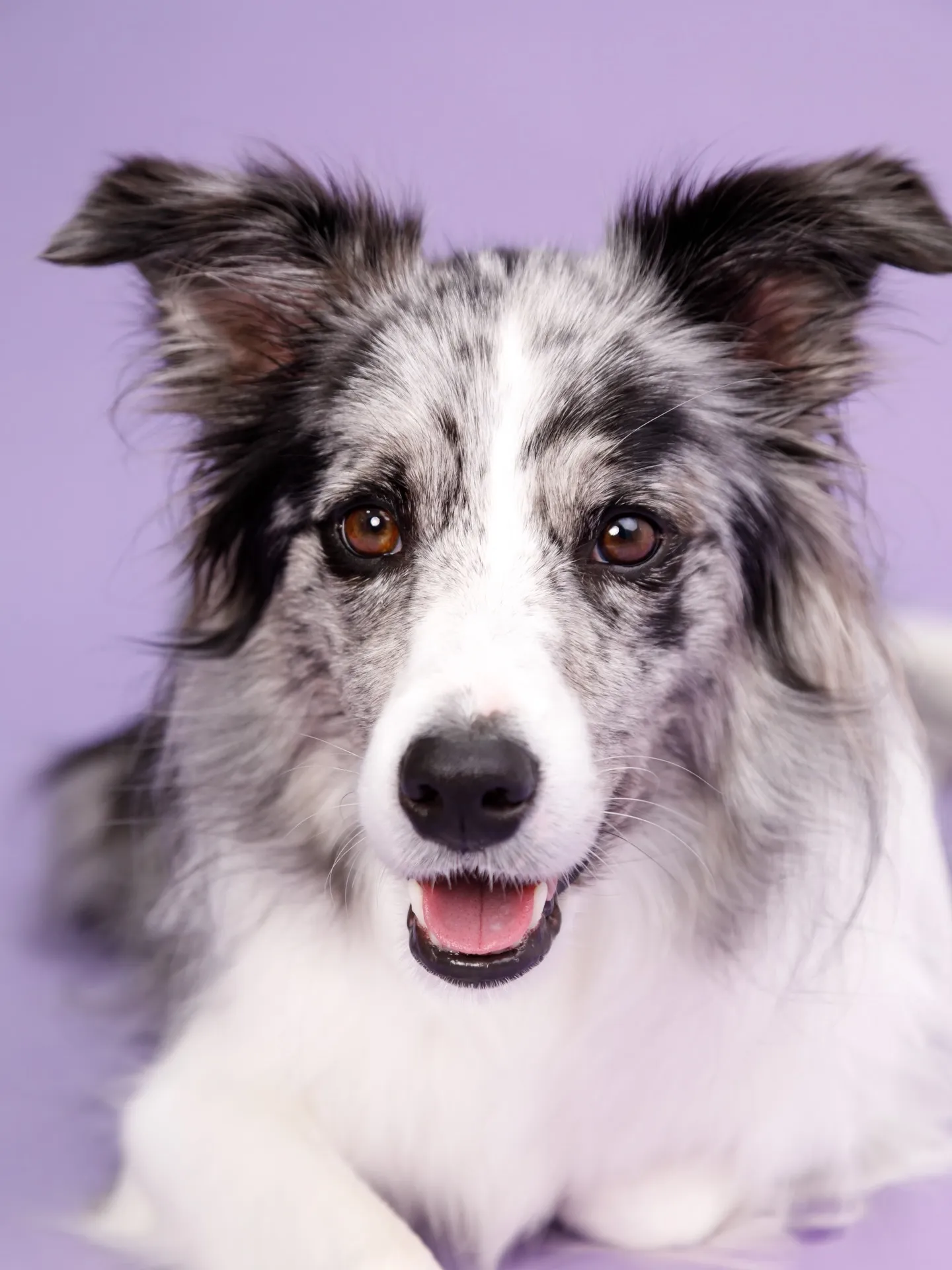 【BIRTHDAY Photoshoot -PURPLE-】