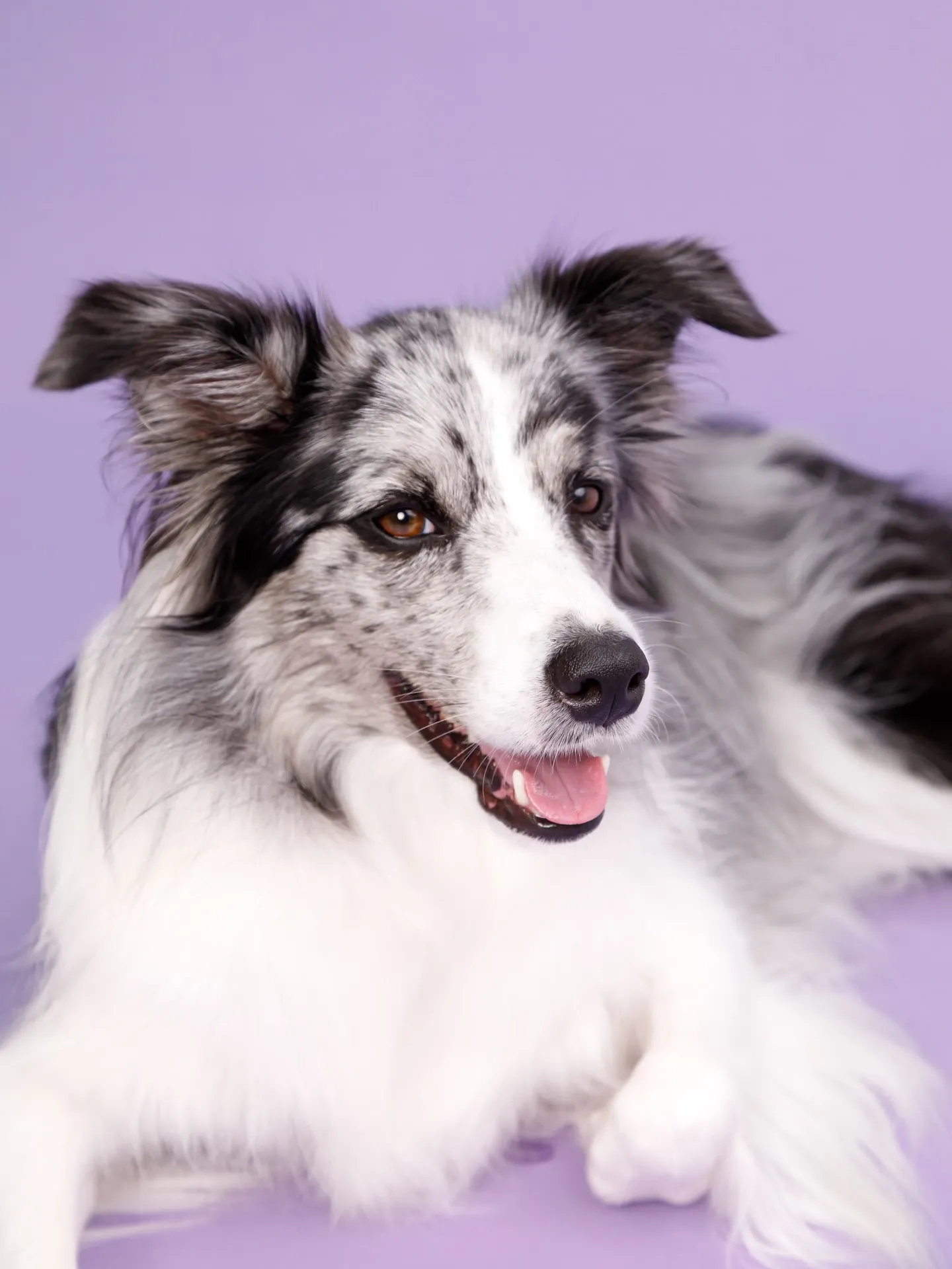 【BIRTHDAY Photoshoot -PURPLE-】