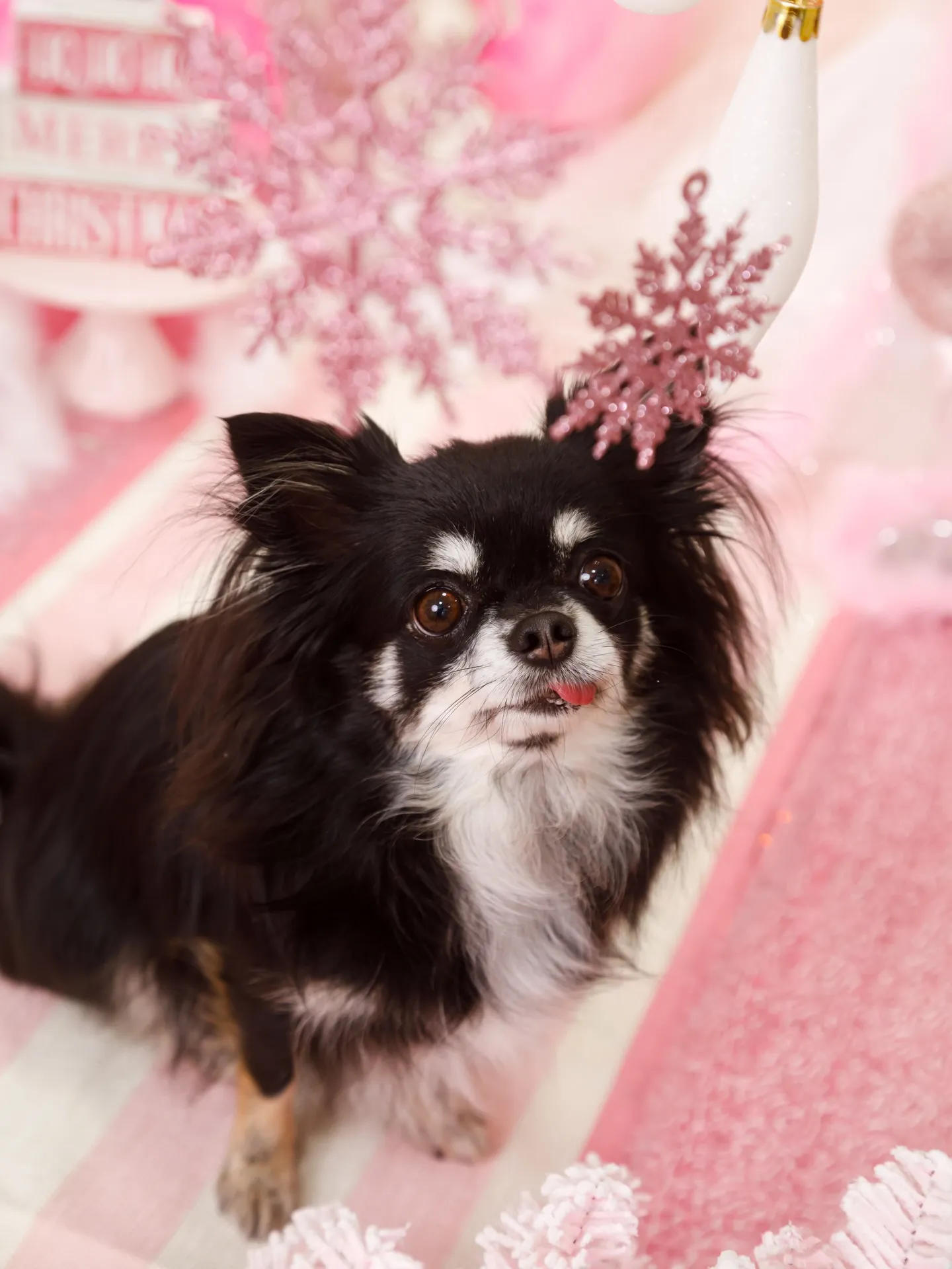 【2025クリスマス🎄ブース〜SWEET🍬Christmas...