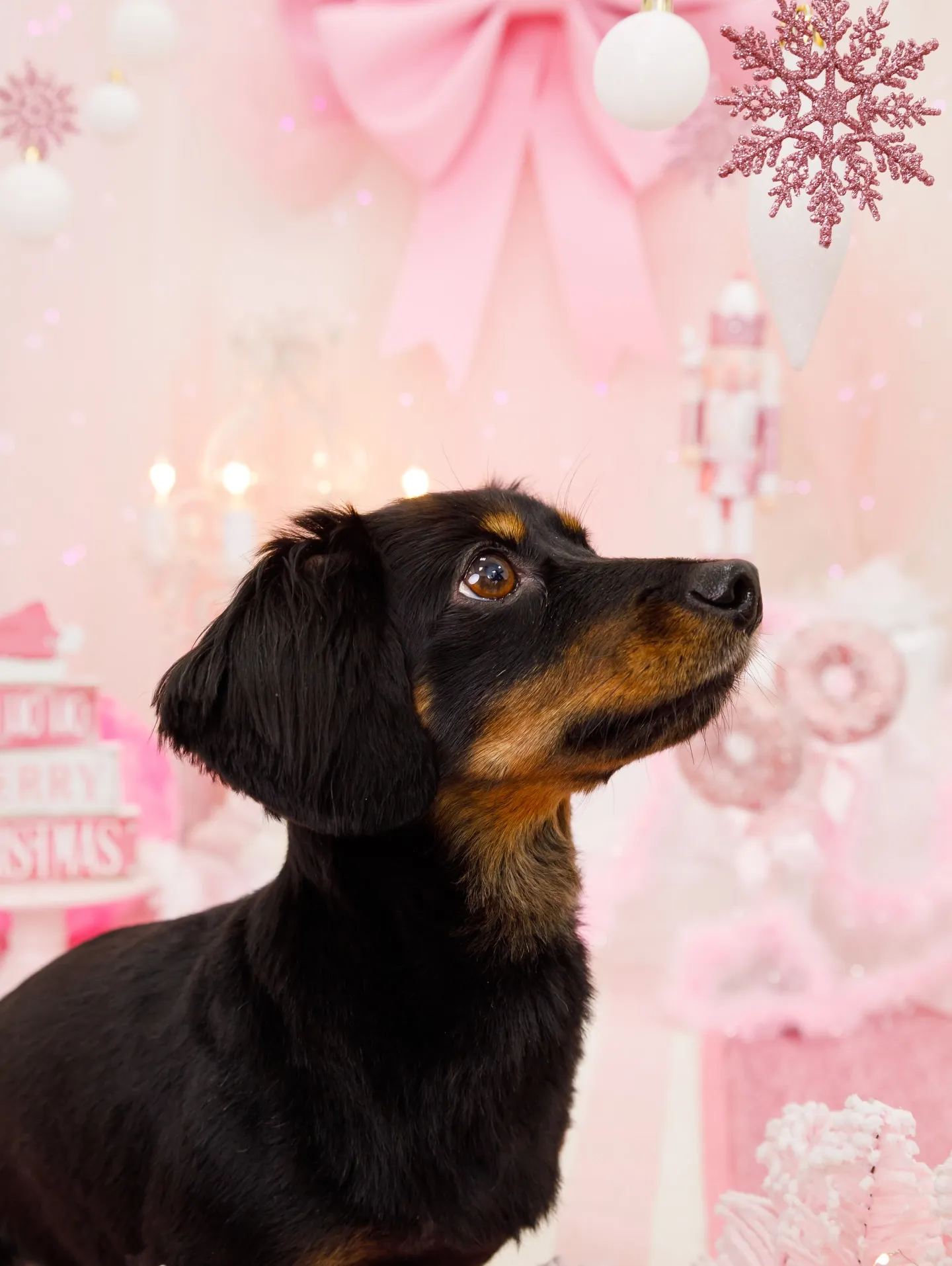 【2025クリスマス🎄ブース〜SWEET🍬Christmas...