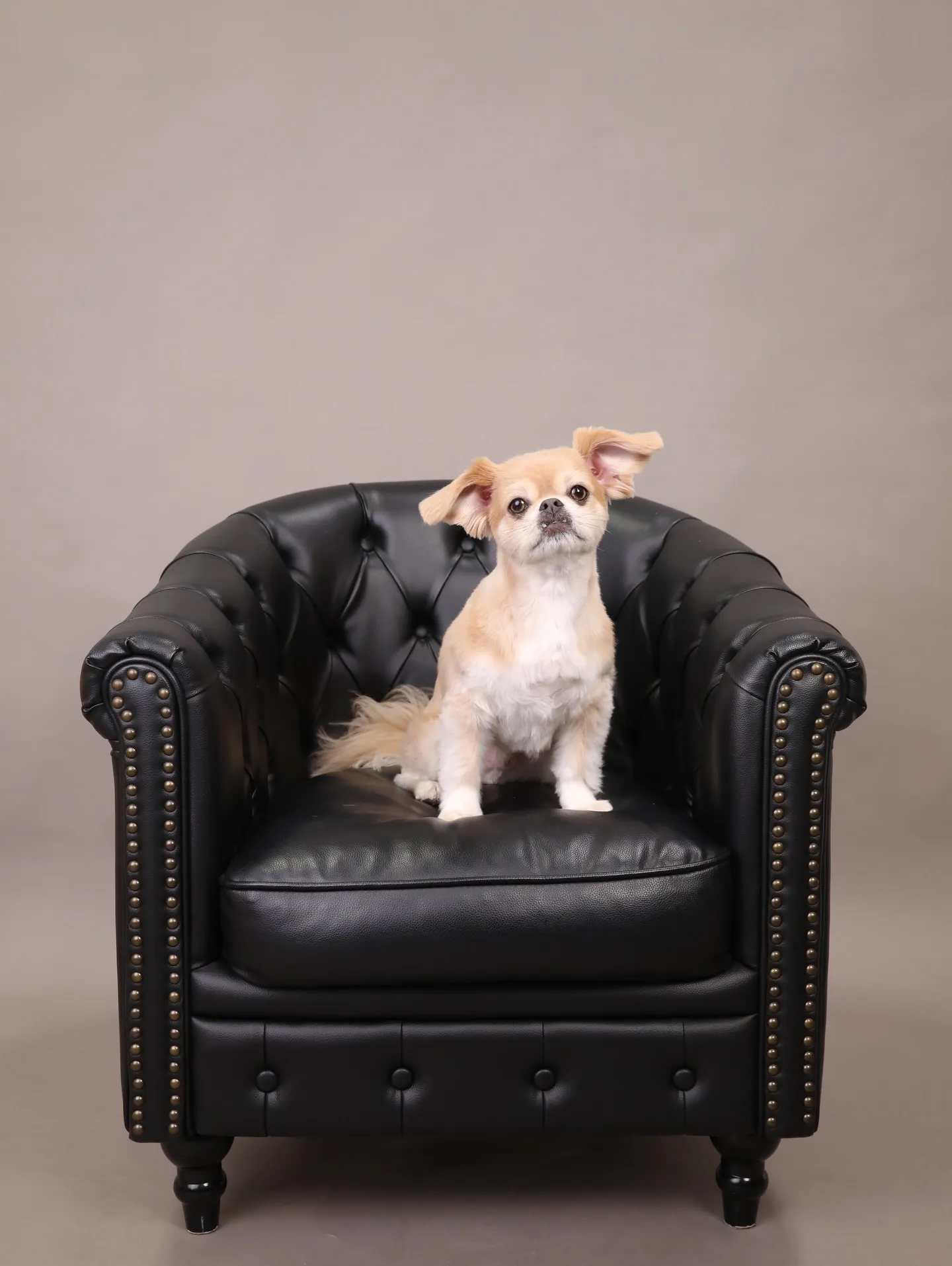 【GRAY Backdrop -& BLACK Sofa-】