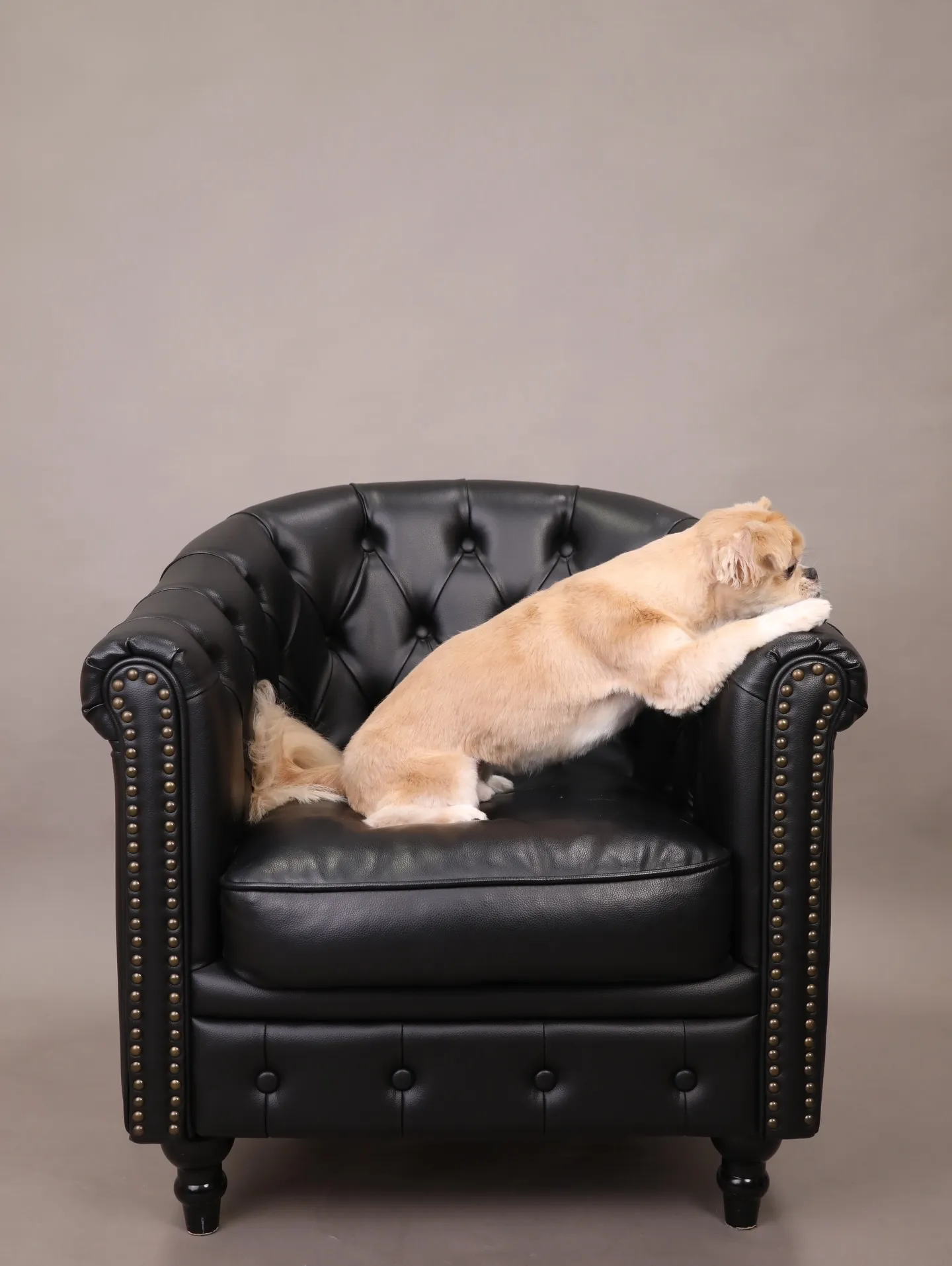 【GRAY Backdrop -& BLACK Sofa-】