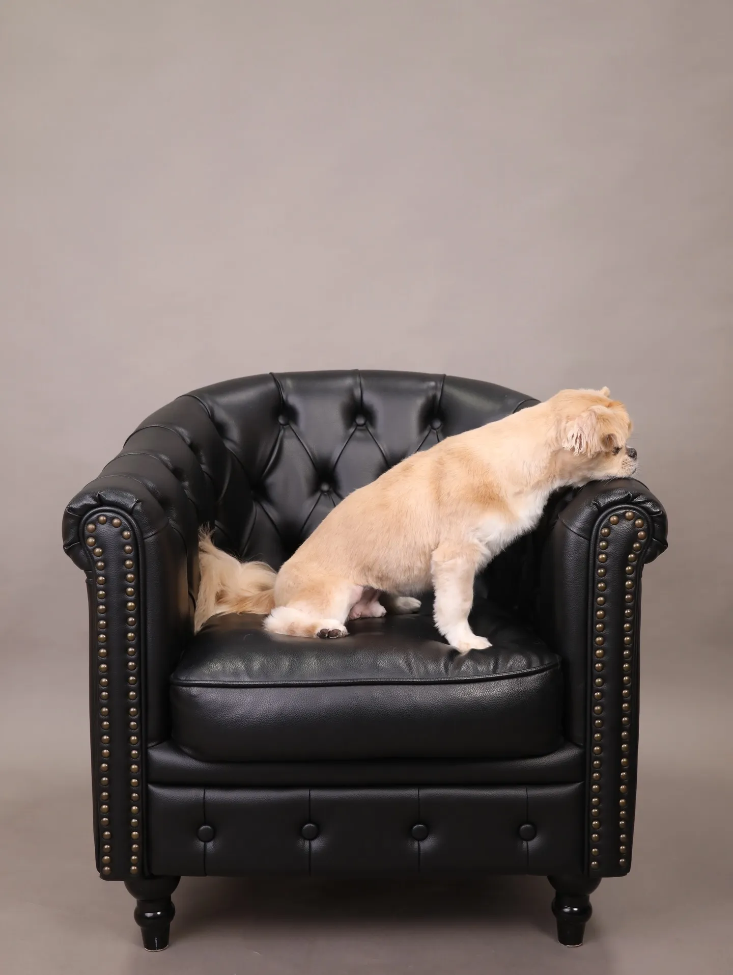 【GRAY Backdrop -& BLACK Sofa-】