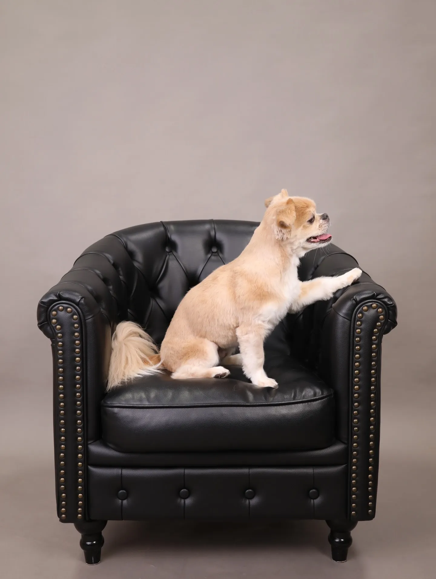 【GRAY Backdrop -& BLACK Sofa-】