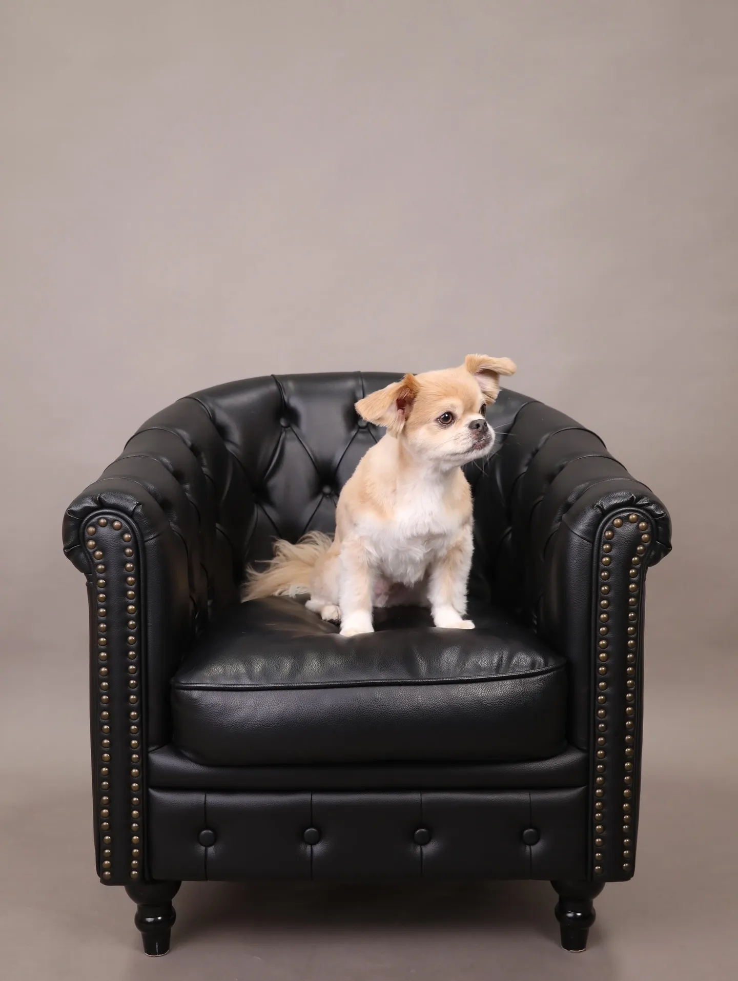 【GRAY Backdrop -& BLACK Sofa-】